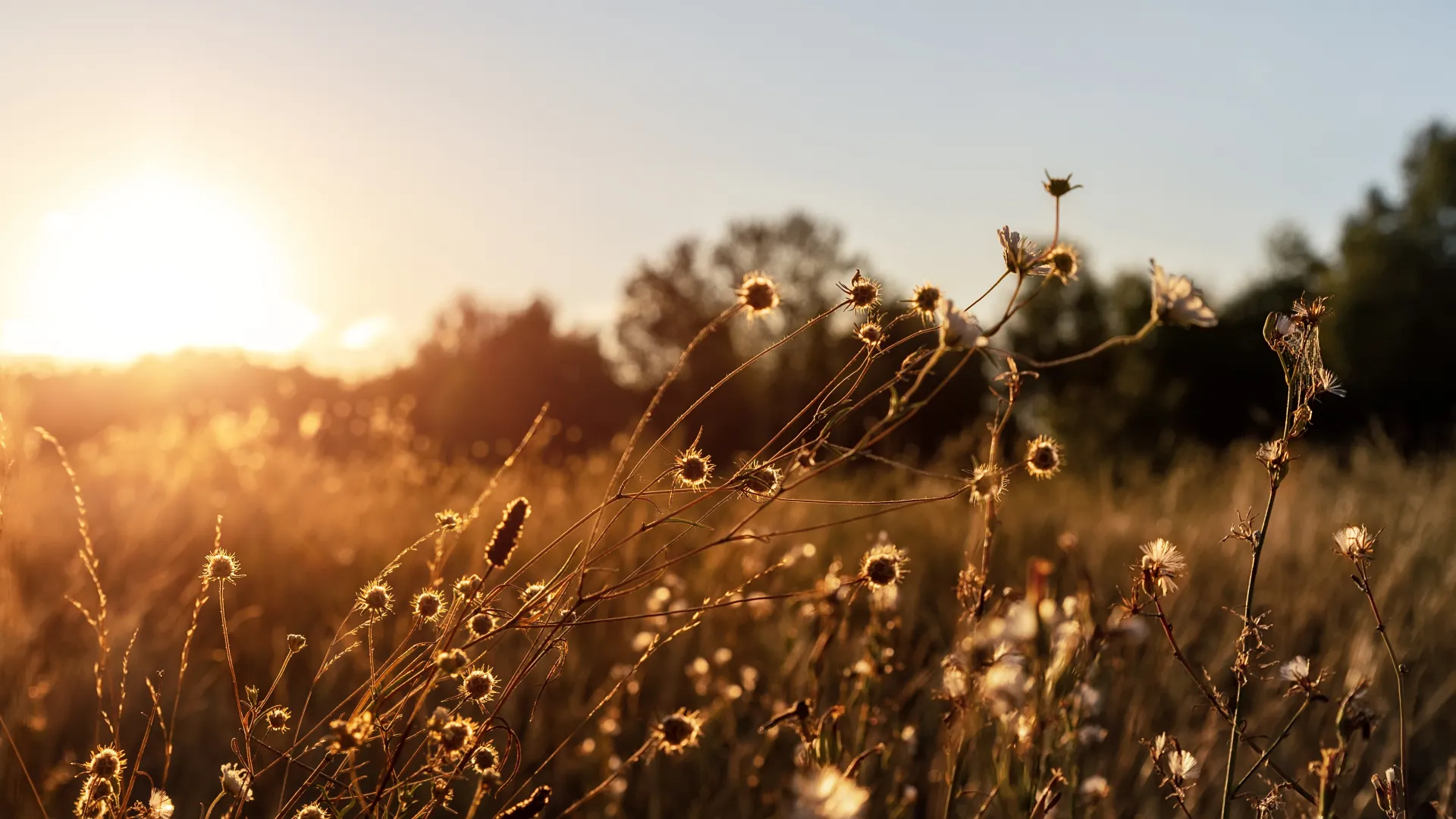 a field of wheat with the sun in the background