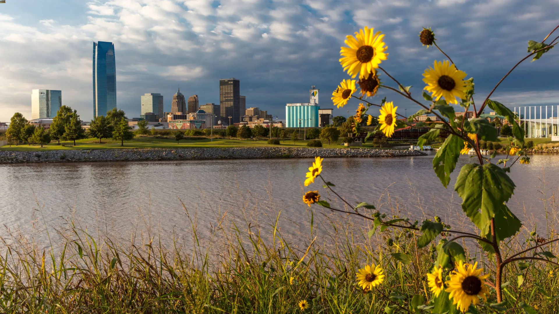 sunflowers growing by a river