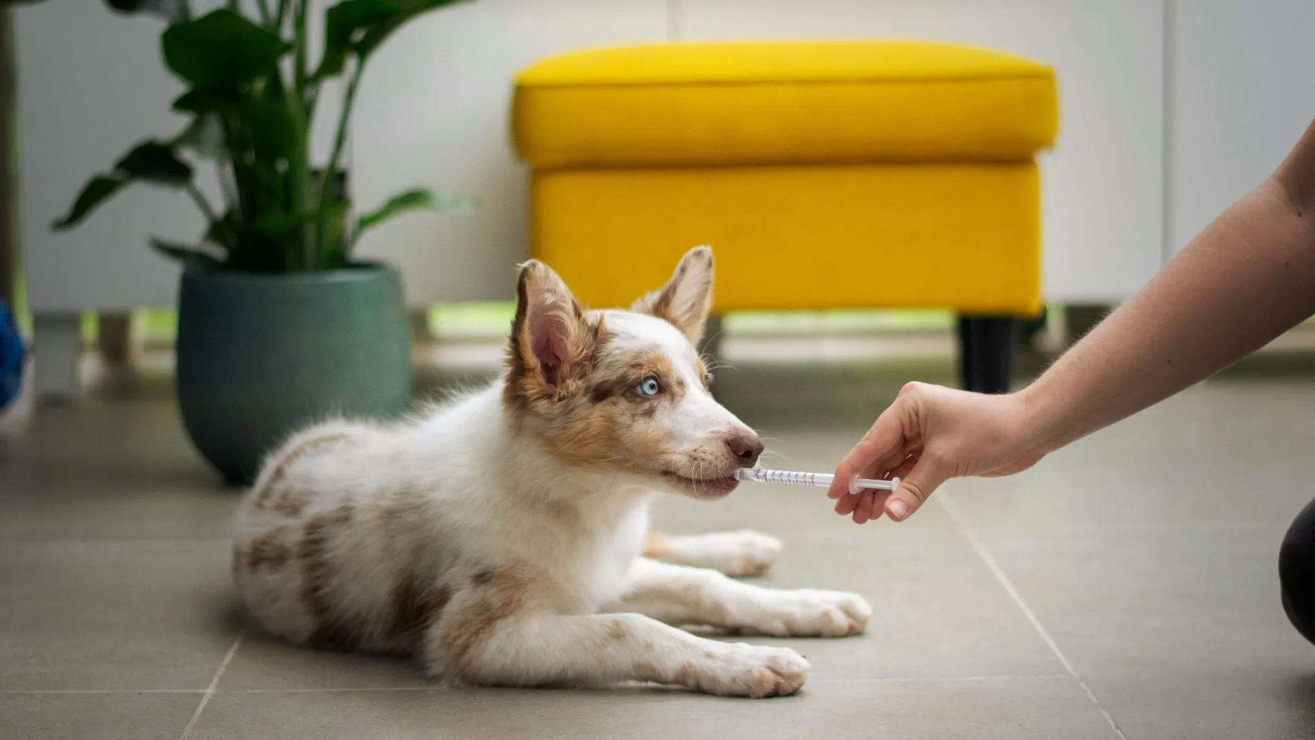 A dog with blue eyes lies on the floor while a hand offers it a syringe-like object indoors.