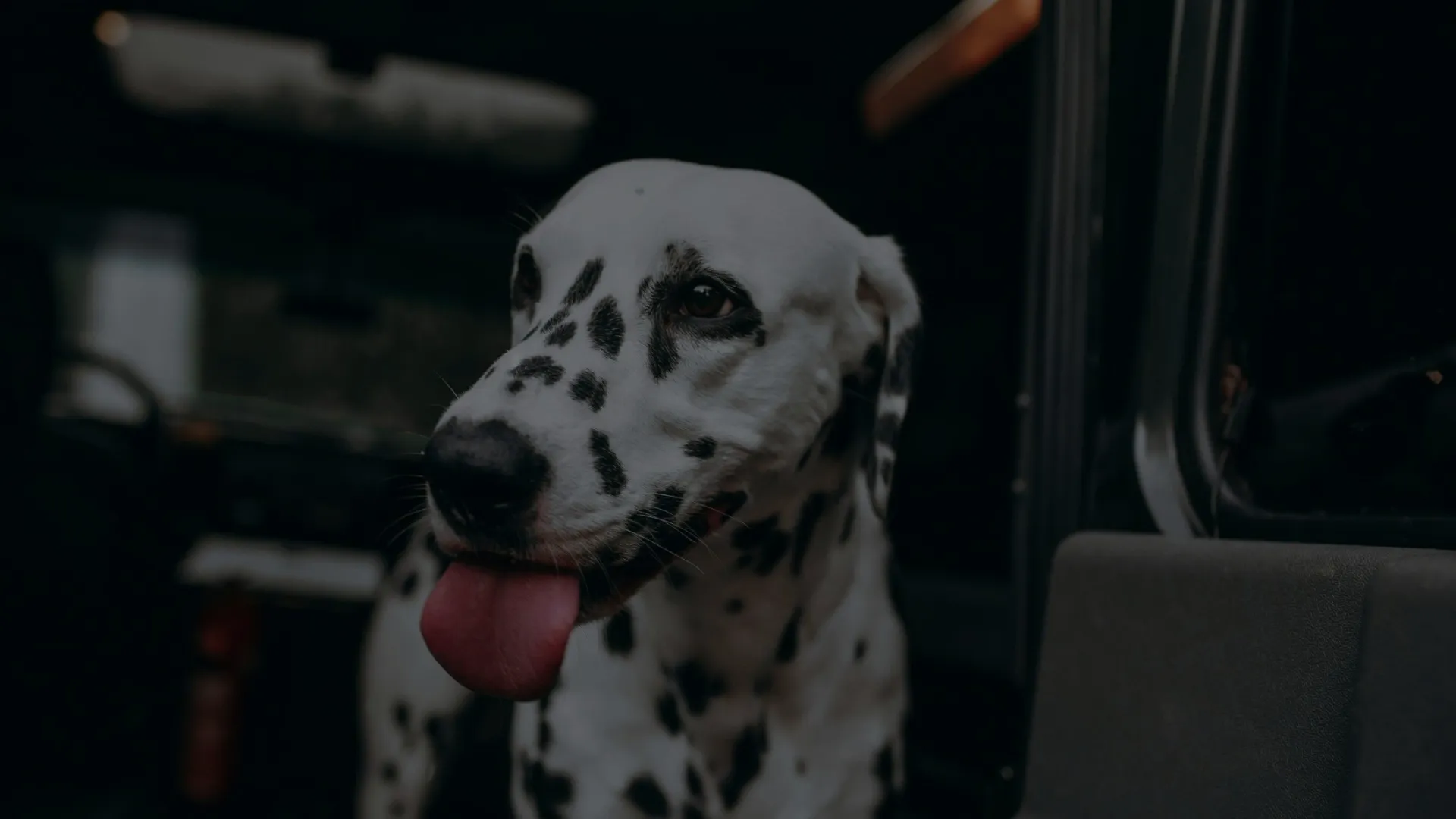 a dog with its tongue out