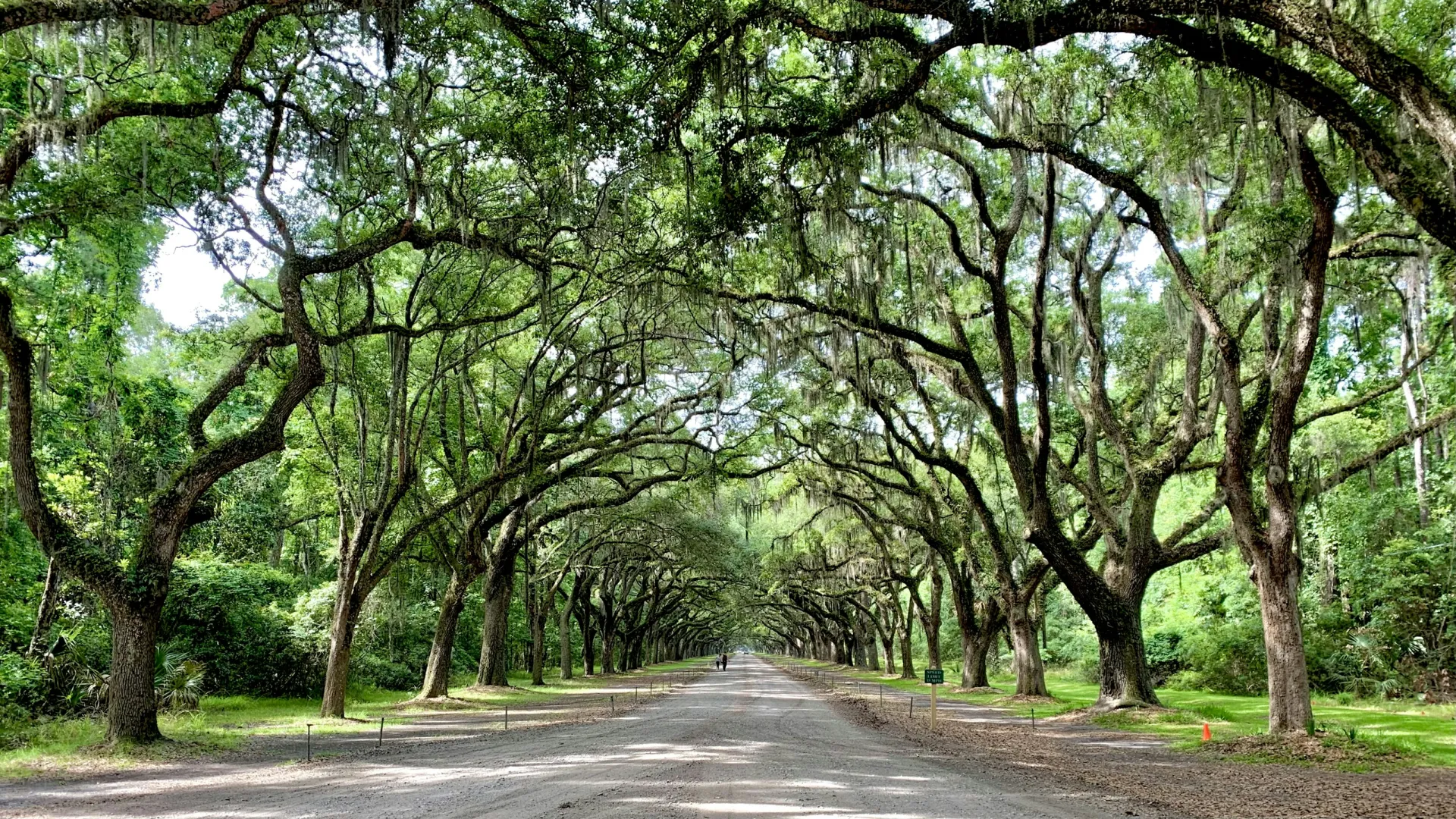 Long dirt road lined with large oak trees draped in Spanish moss creating a natural archway in a lush forest.
