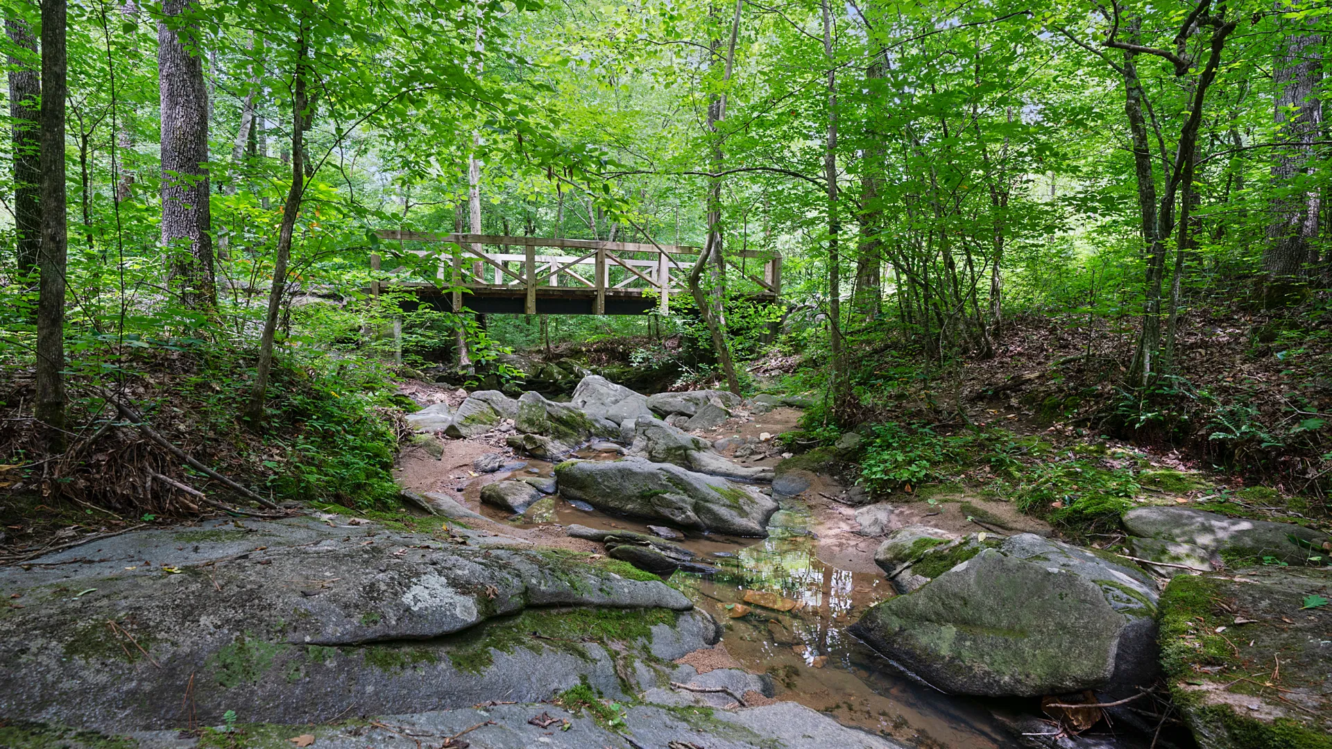 a small bridge over a stream in a forest