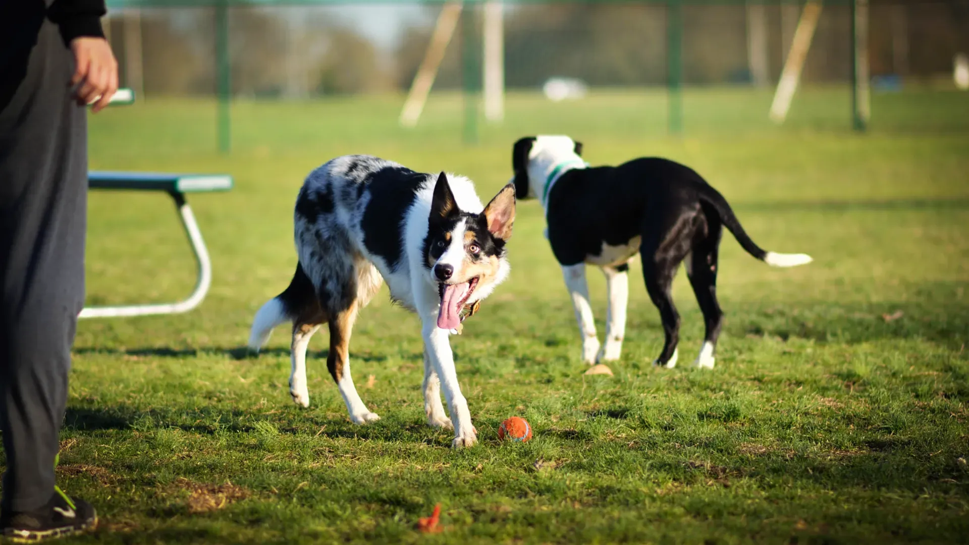 two dogs playing with a ball