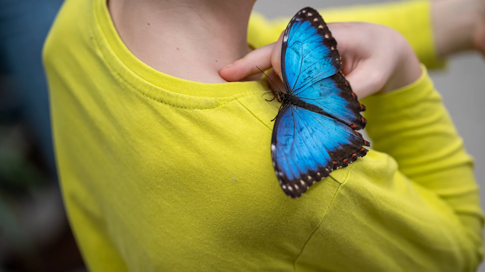 a person holding a butterfly
