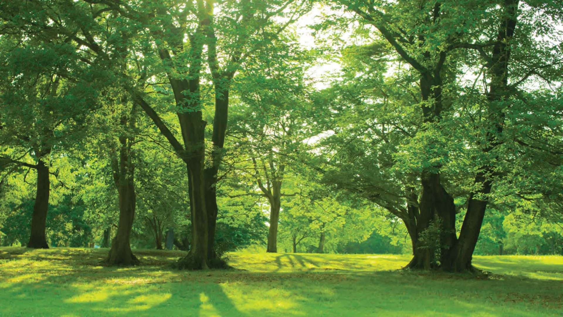 a grassy area with trees and sunlight