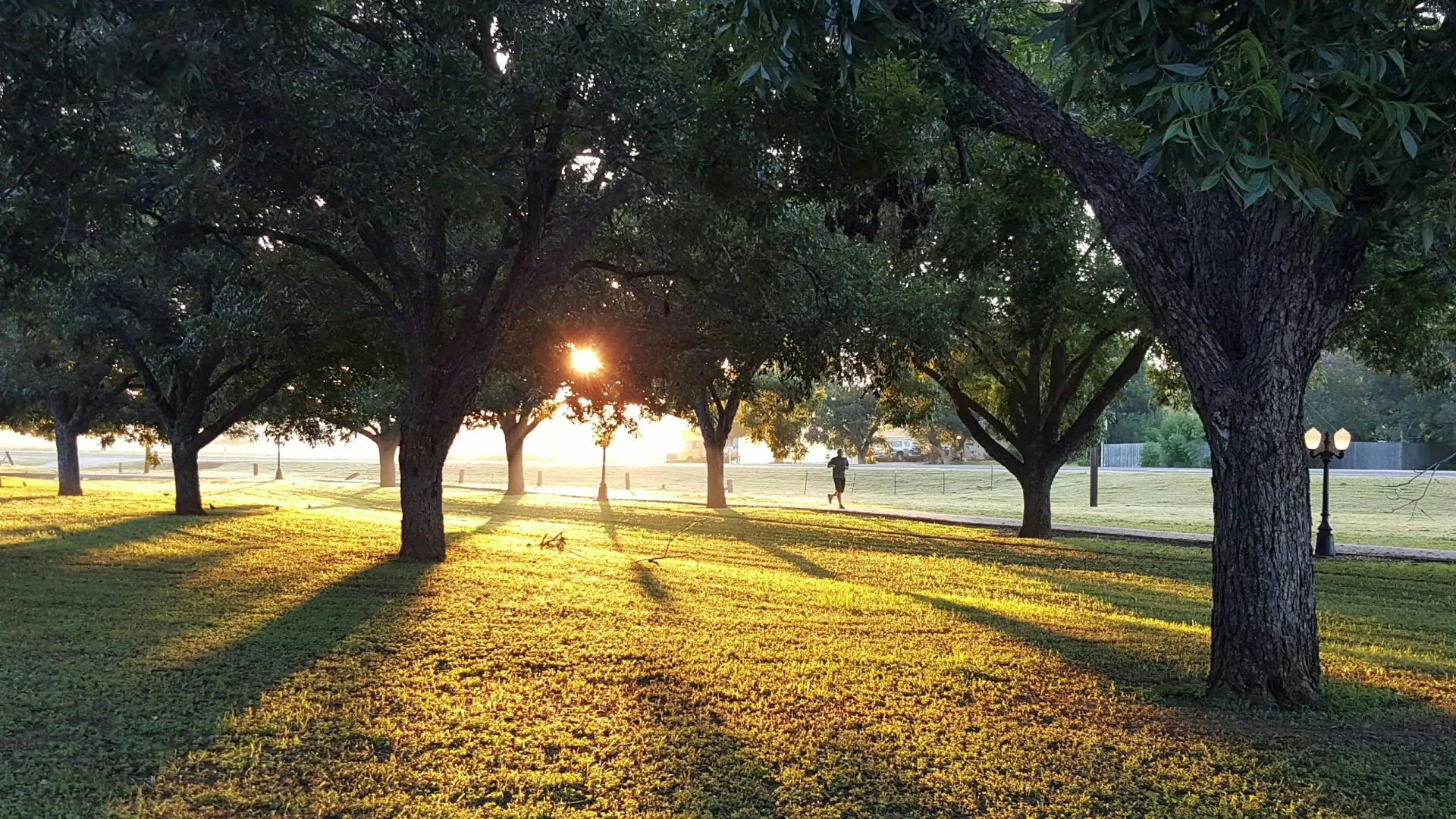 Sunlight streams through large trees casting long shadows on grassy parkland during early morning or late afternoon.