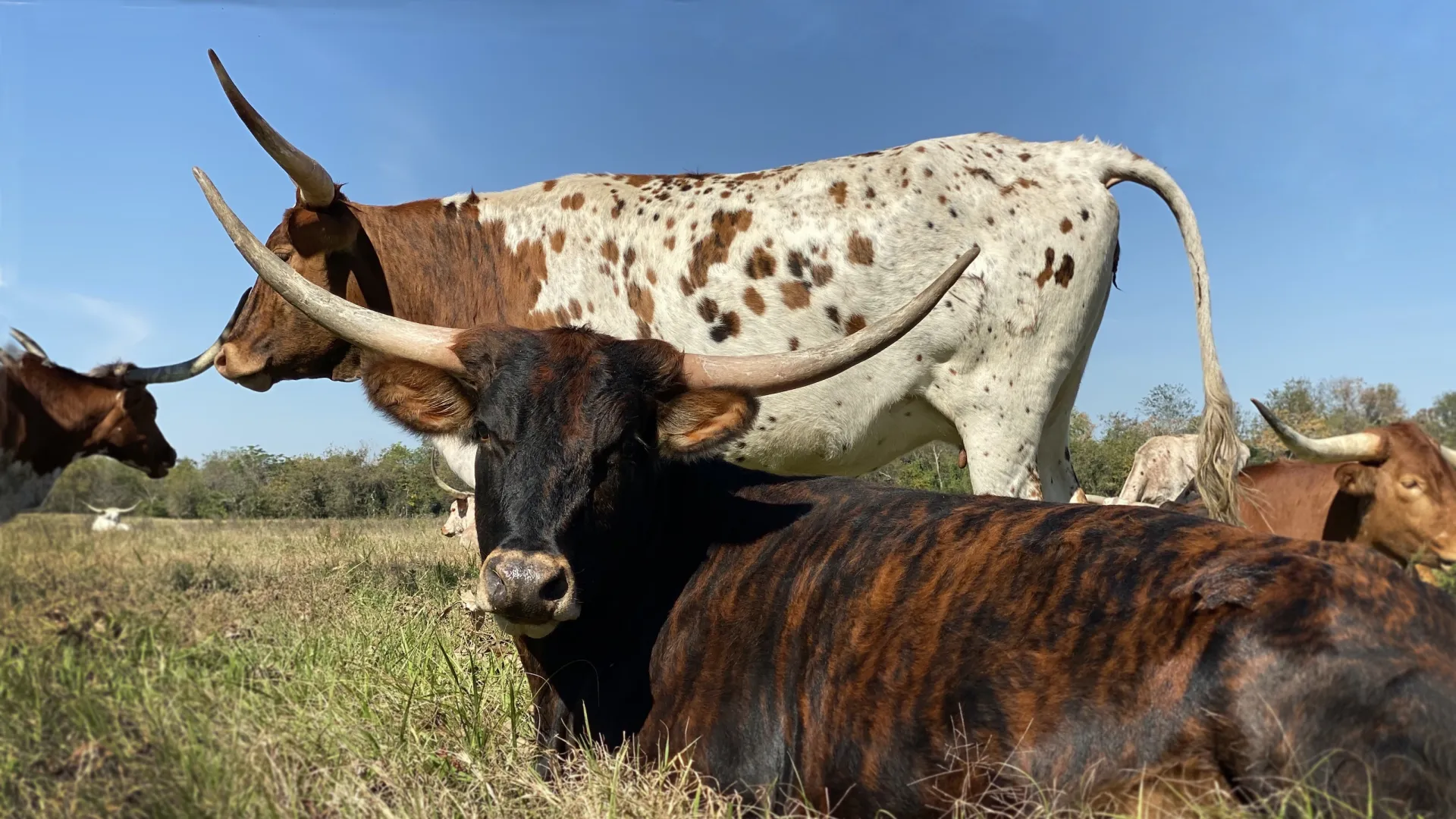 a group of animals stand in a grassy field