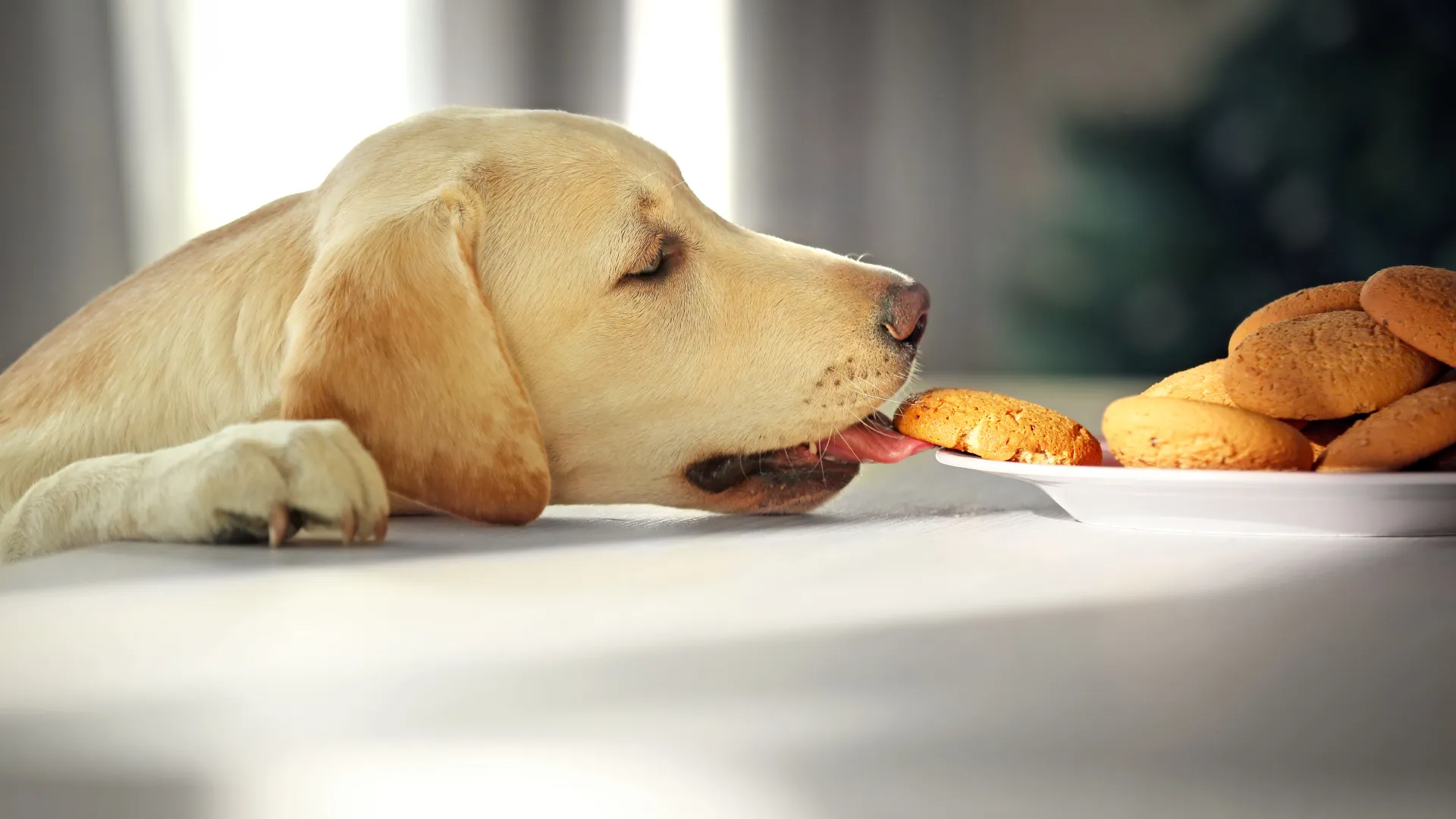 a dog that is lying down and looking at the camera