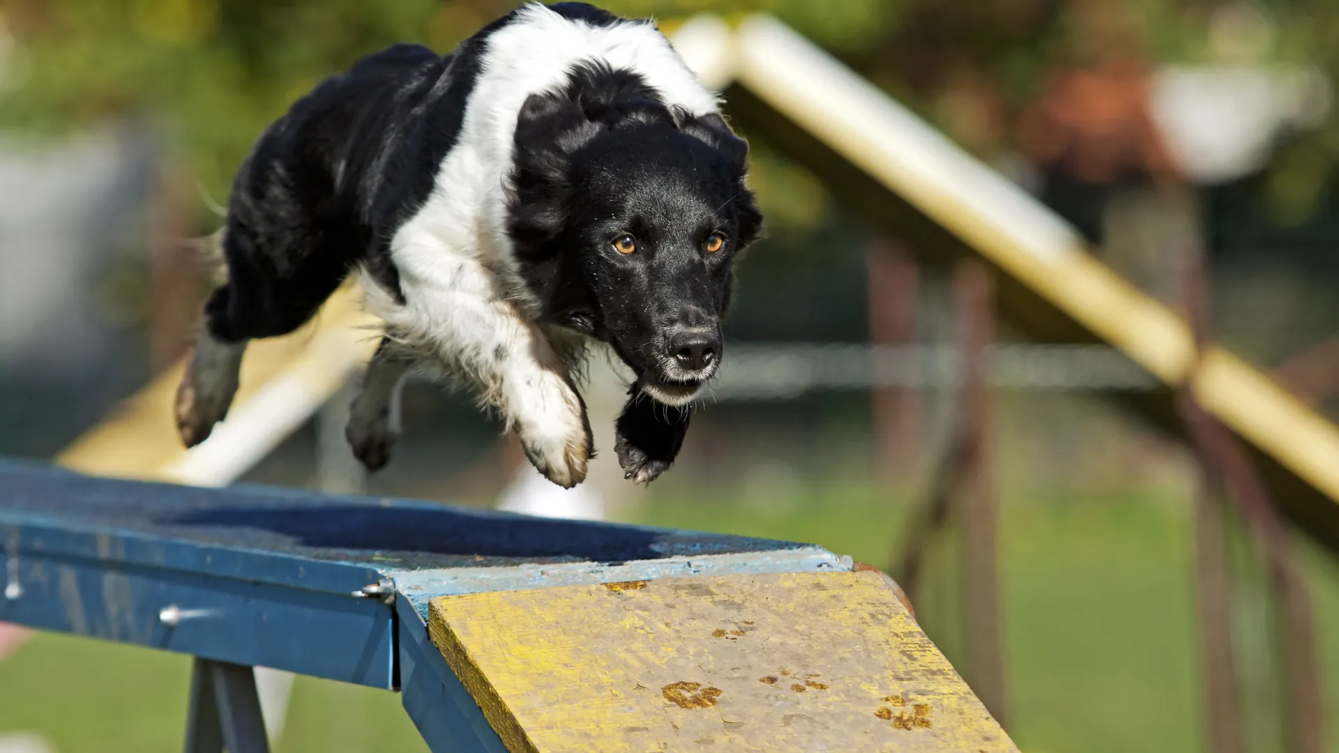 a black dog jumping into the air