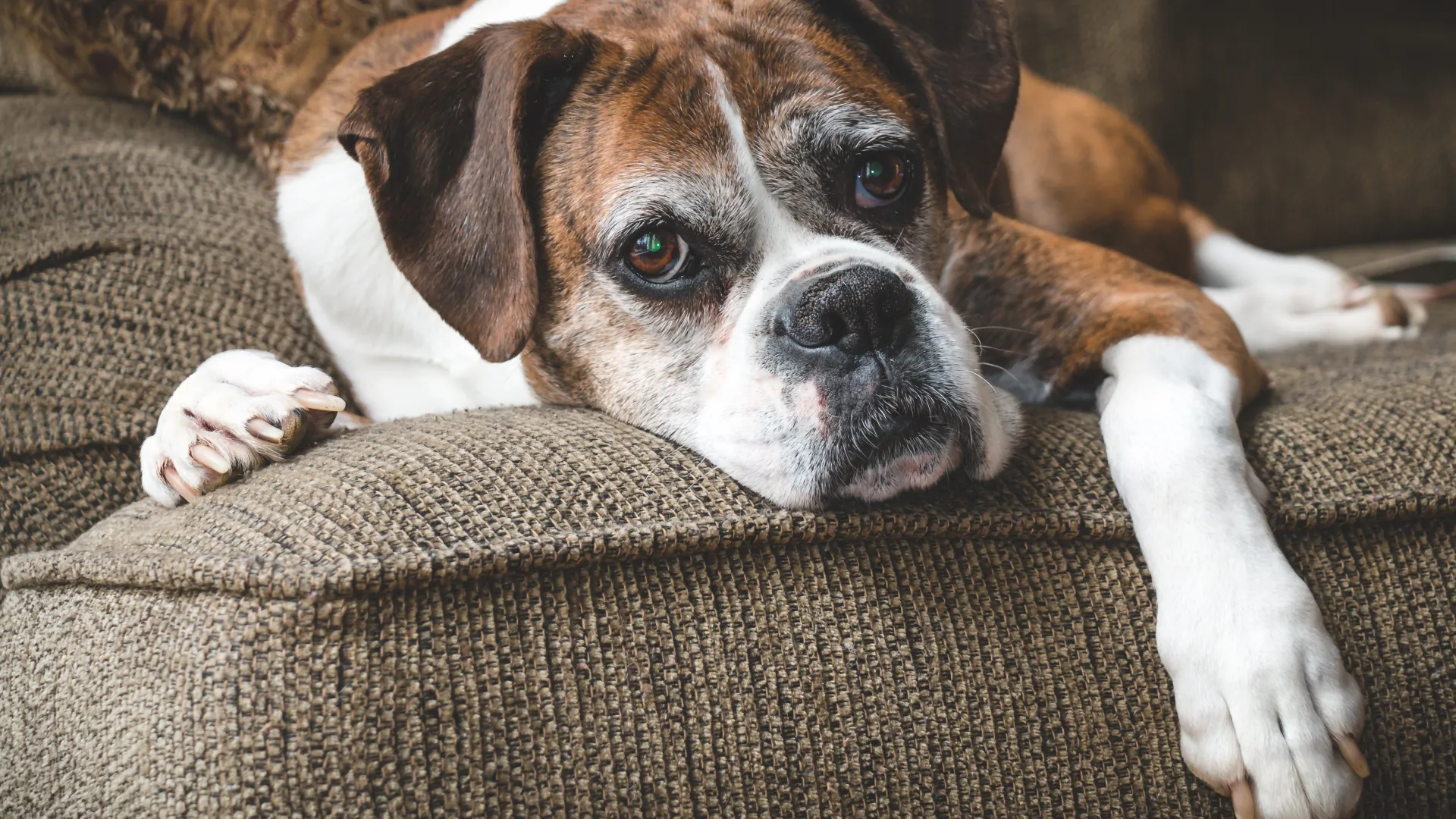 old dog laser therapy