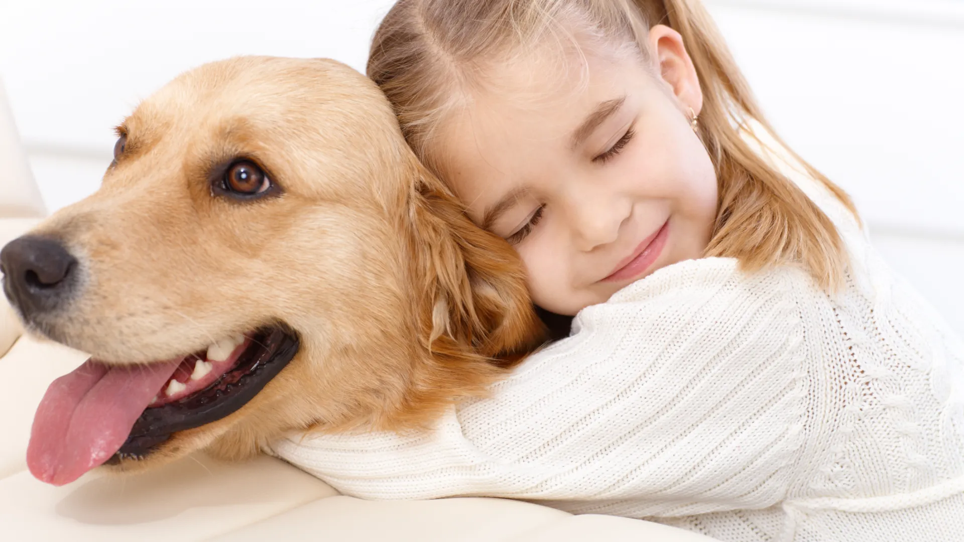 a brown and white dog looking at the camera