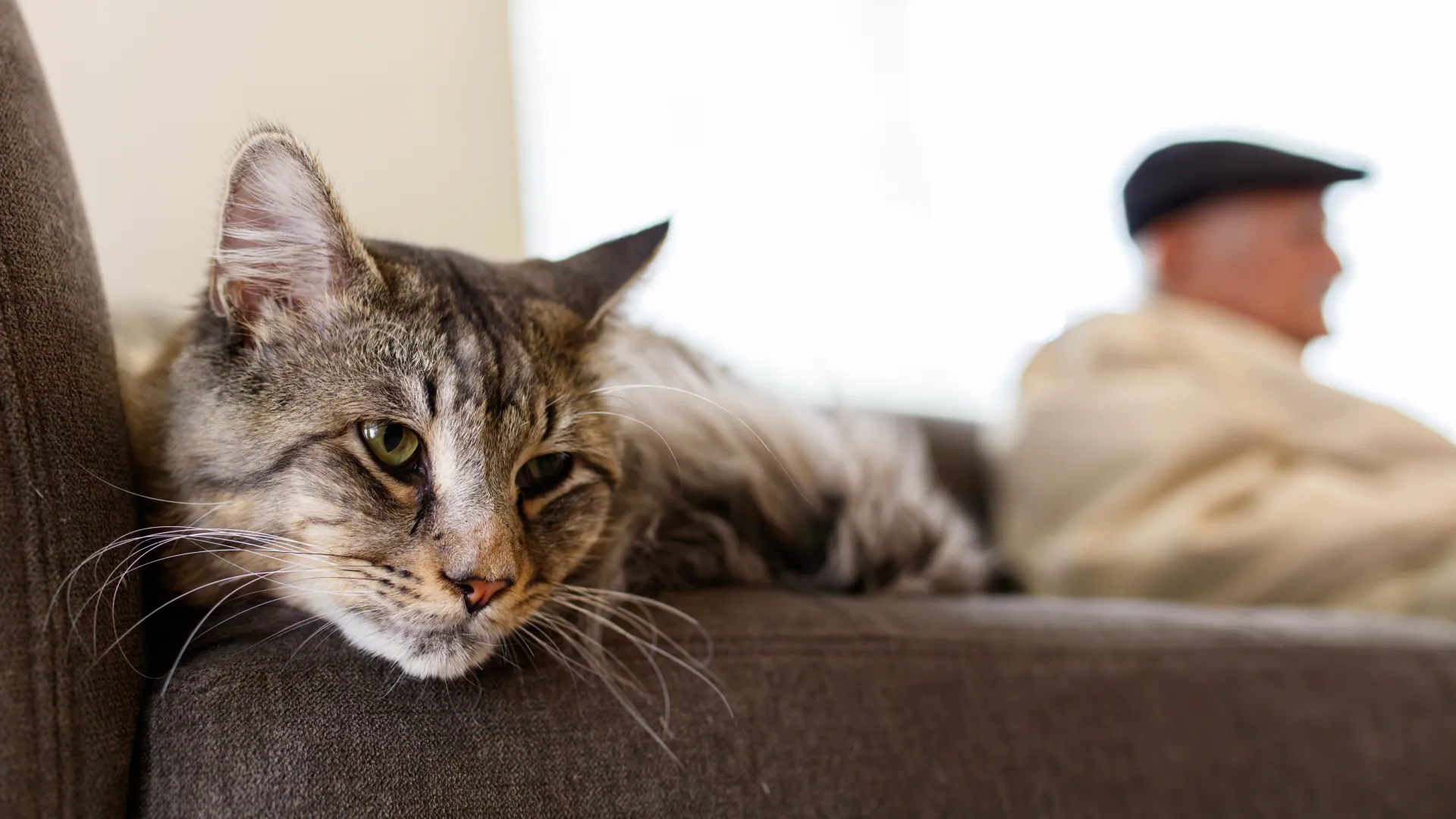 a cat that is lying down and looking at the camera