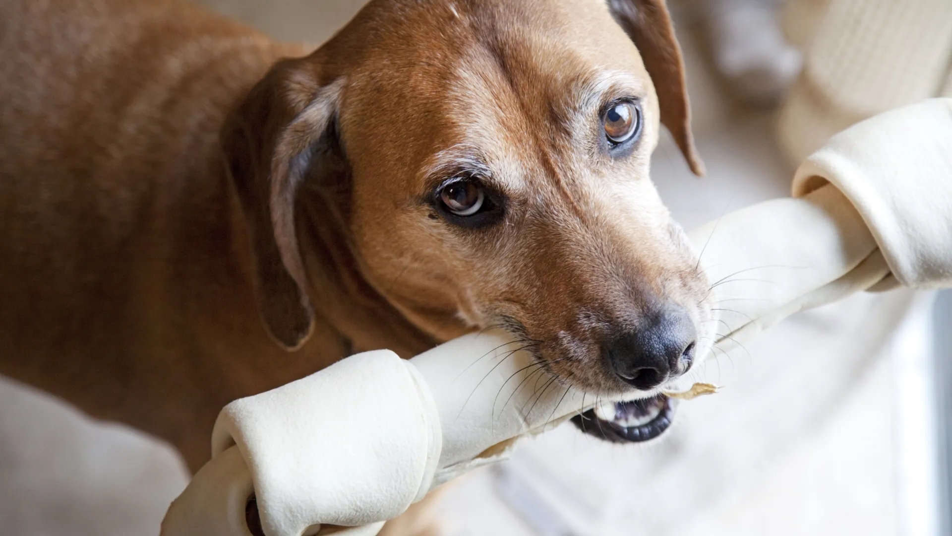 a brown and white dog with its mouth open