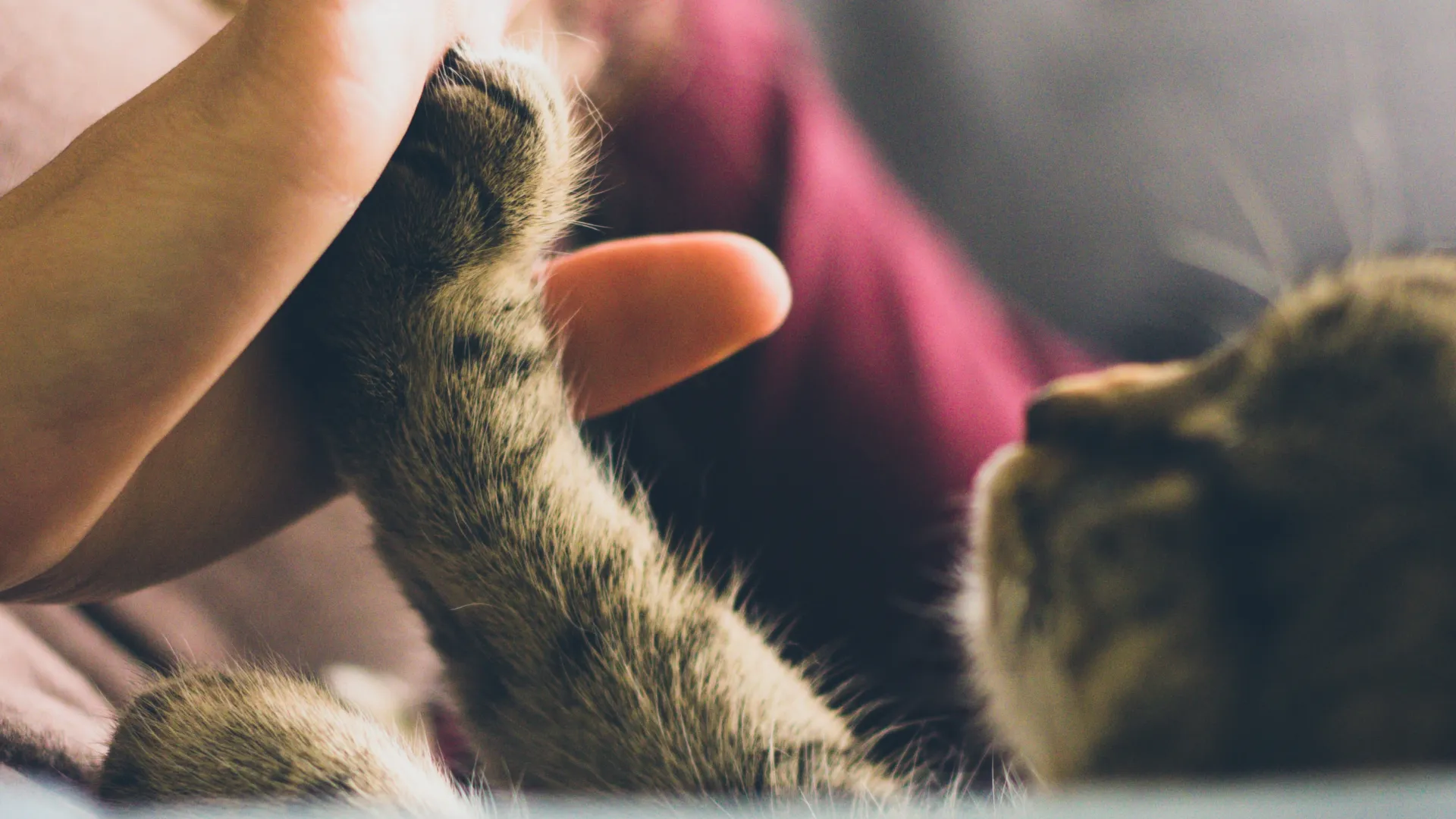 a person holding a cat