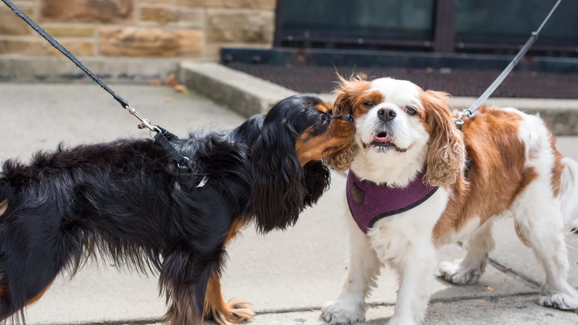 a dog on a leash