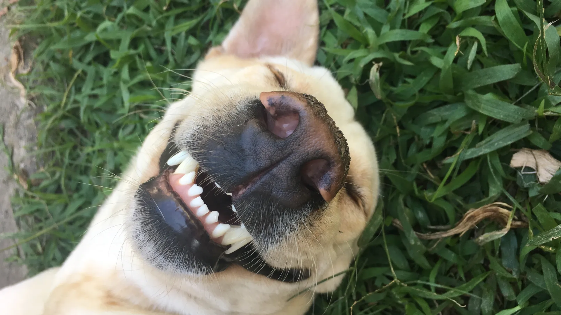 a dog sitting in the grass