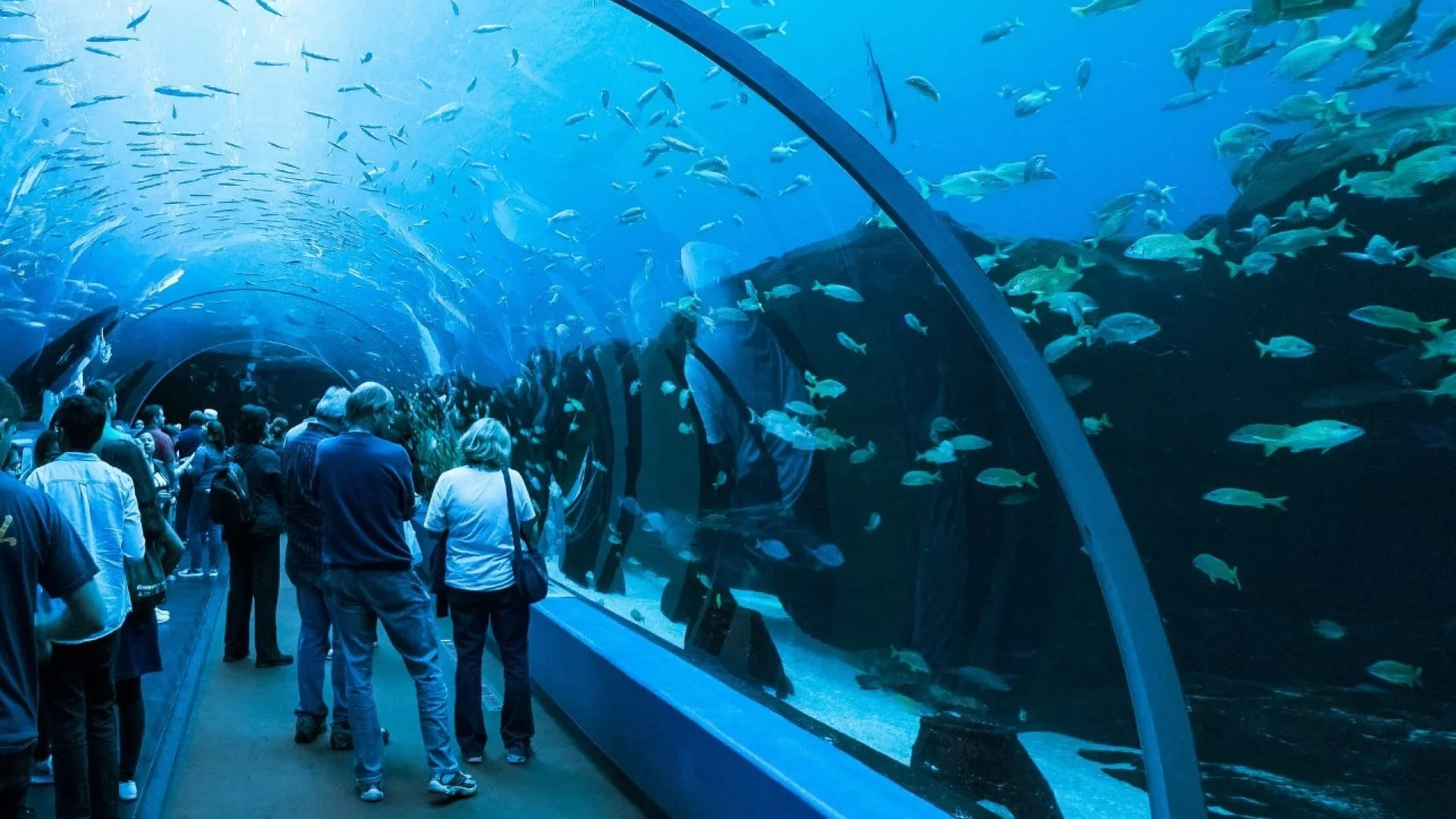 people visiting aquarium with fish