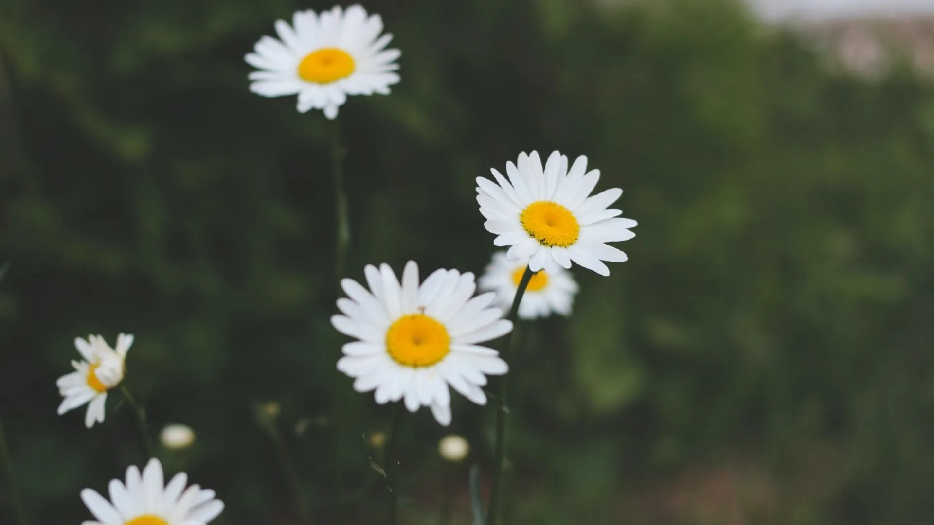 a close up of flowers