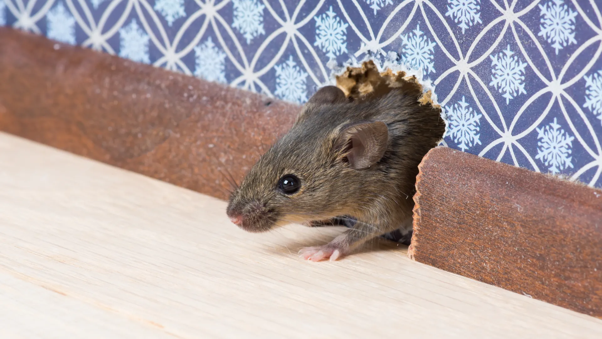 a couple of rodents on a wood surface