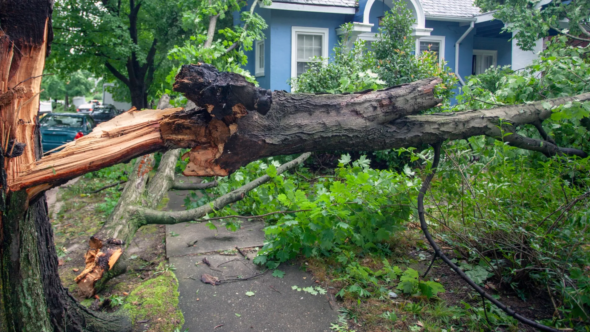 a tree that has fallen on its side