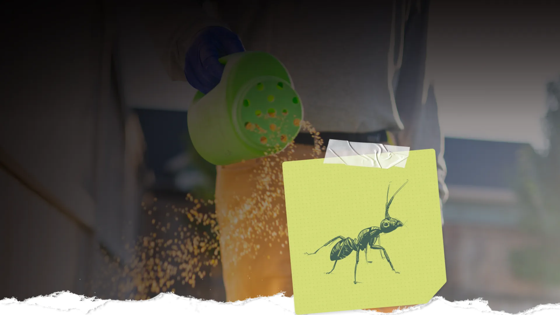 Person sprinkling granular ant bait from a green container on an outdoor surface to control ants.