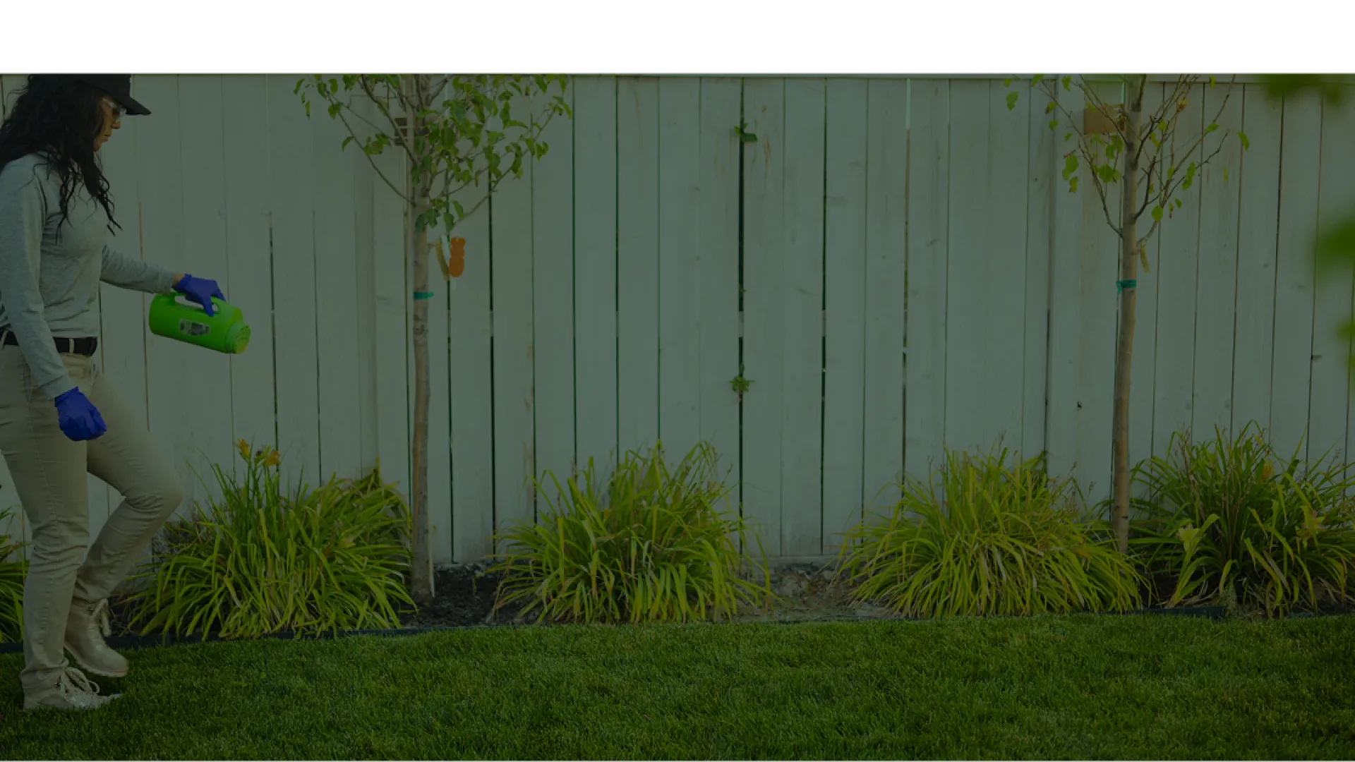 Woman wearing gloves spreads lawn fertilizer near plants by a wooden fence in a backyard garden.