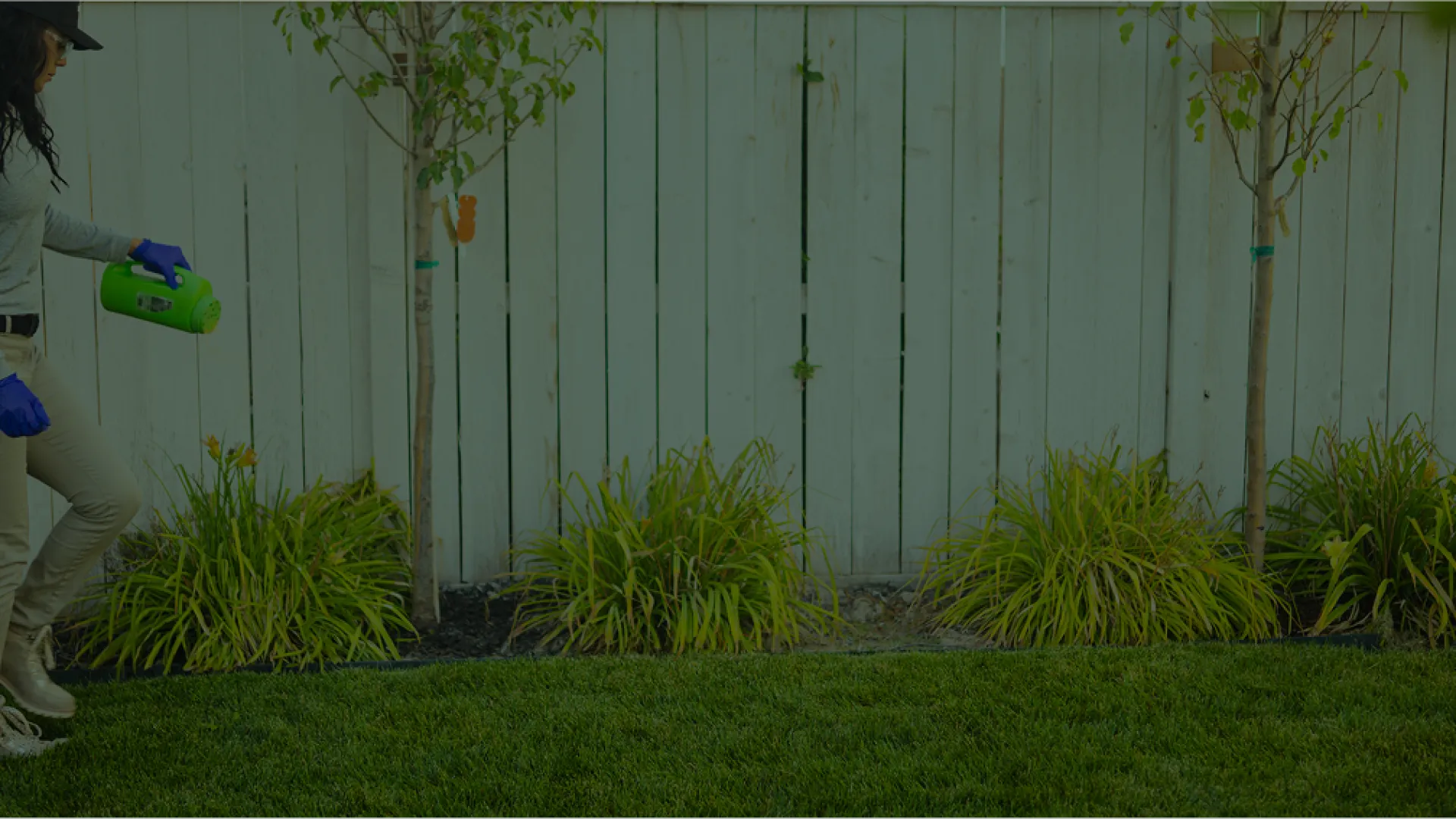 Woman wearing gloves and hat applies fertilizer to healthy green lawn near a white wooden fence and plants.