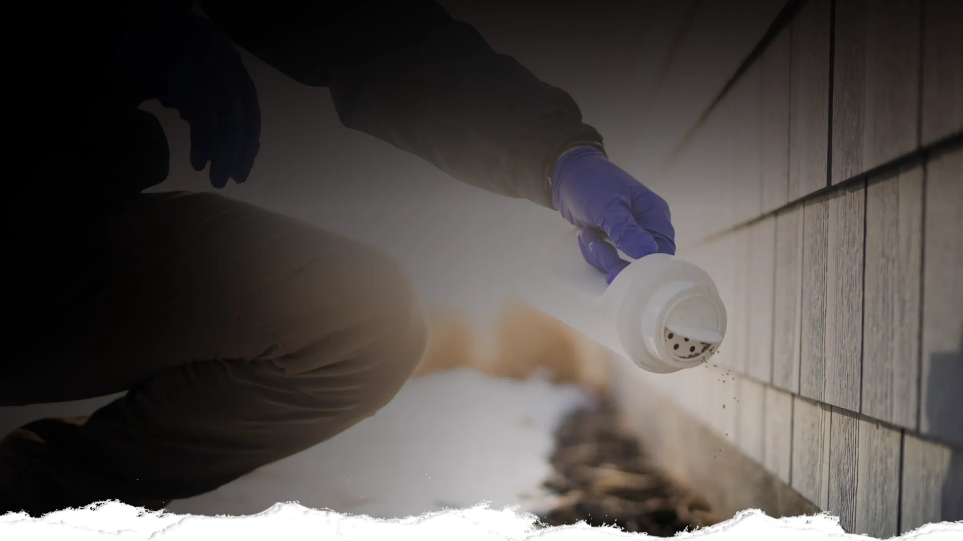 Person wearing gloves applying pesticide or powder along house foundation on a cold day