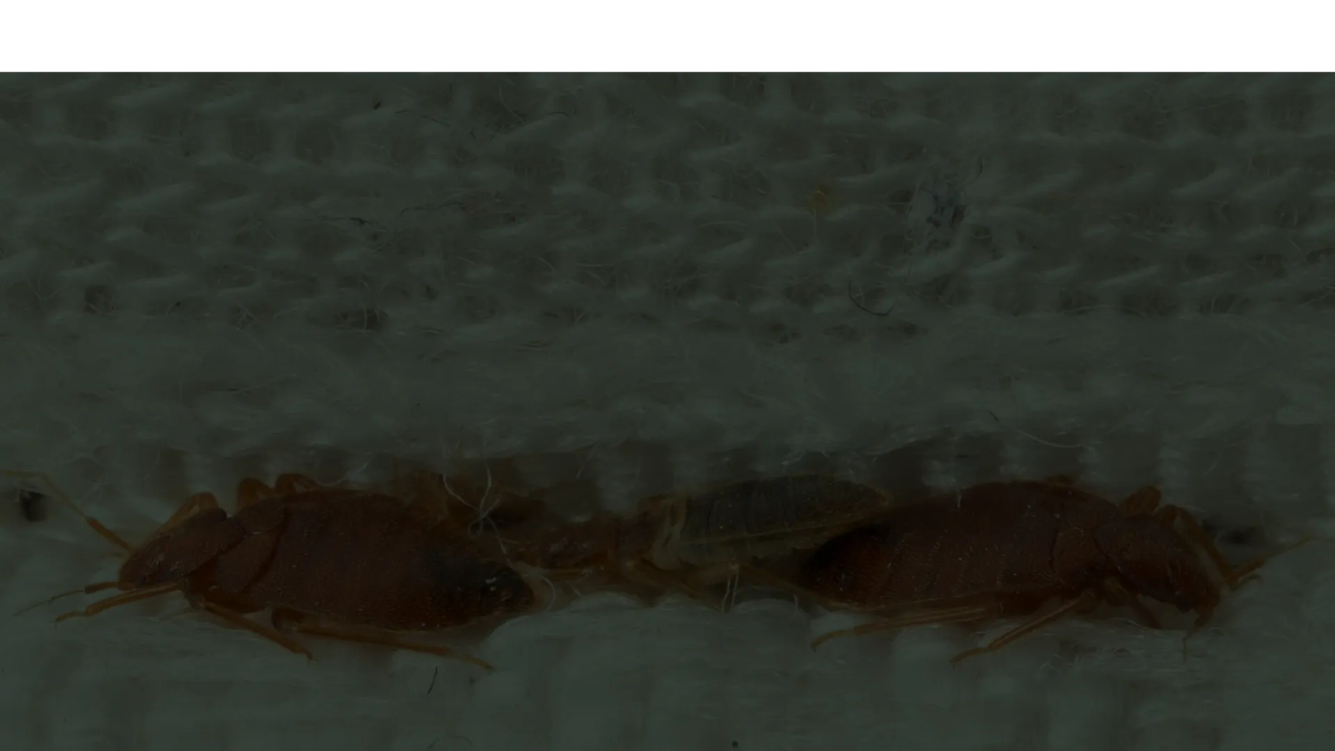 Close-up of bedbugs on textured white fabric showing detailed bodies and legs of the insects.