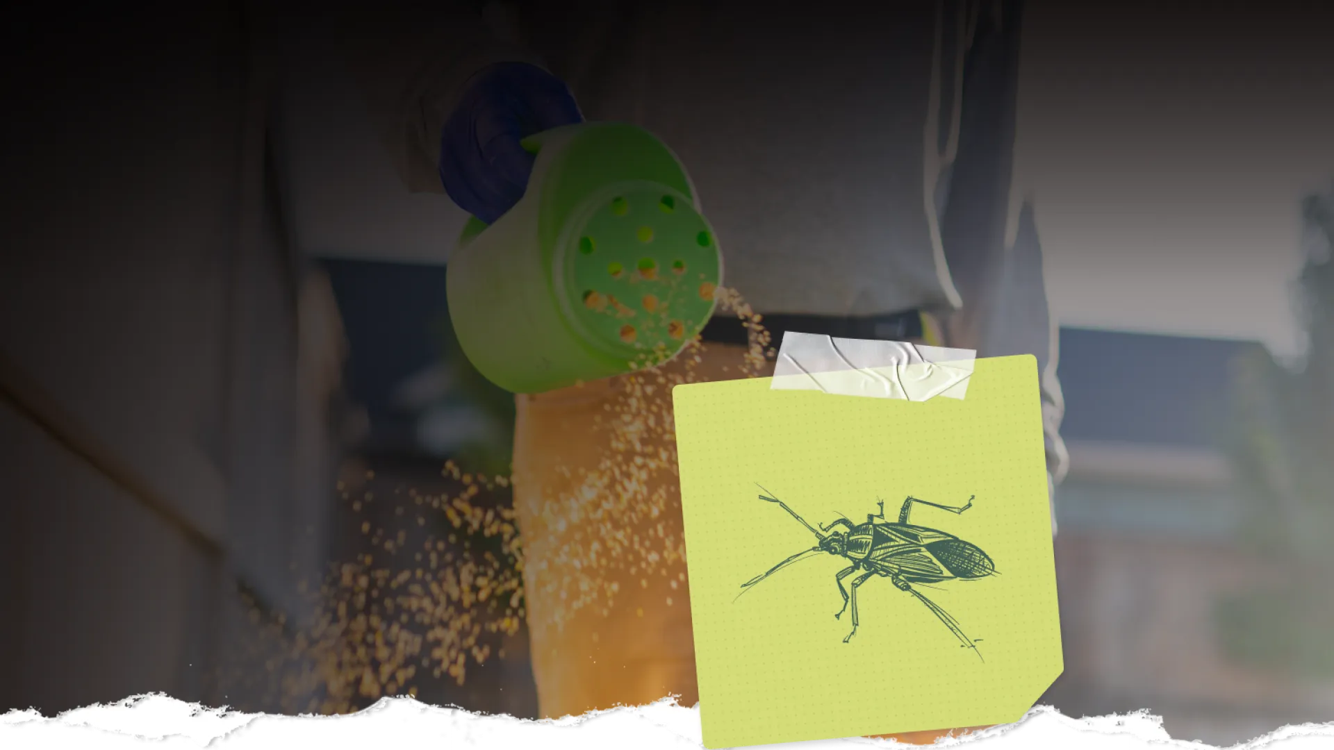 Person wearing gloves spreads granular pest control around home exterior with a bug illustration overlay.
