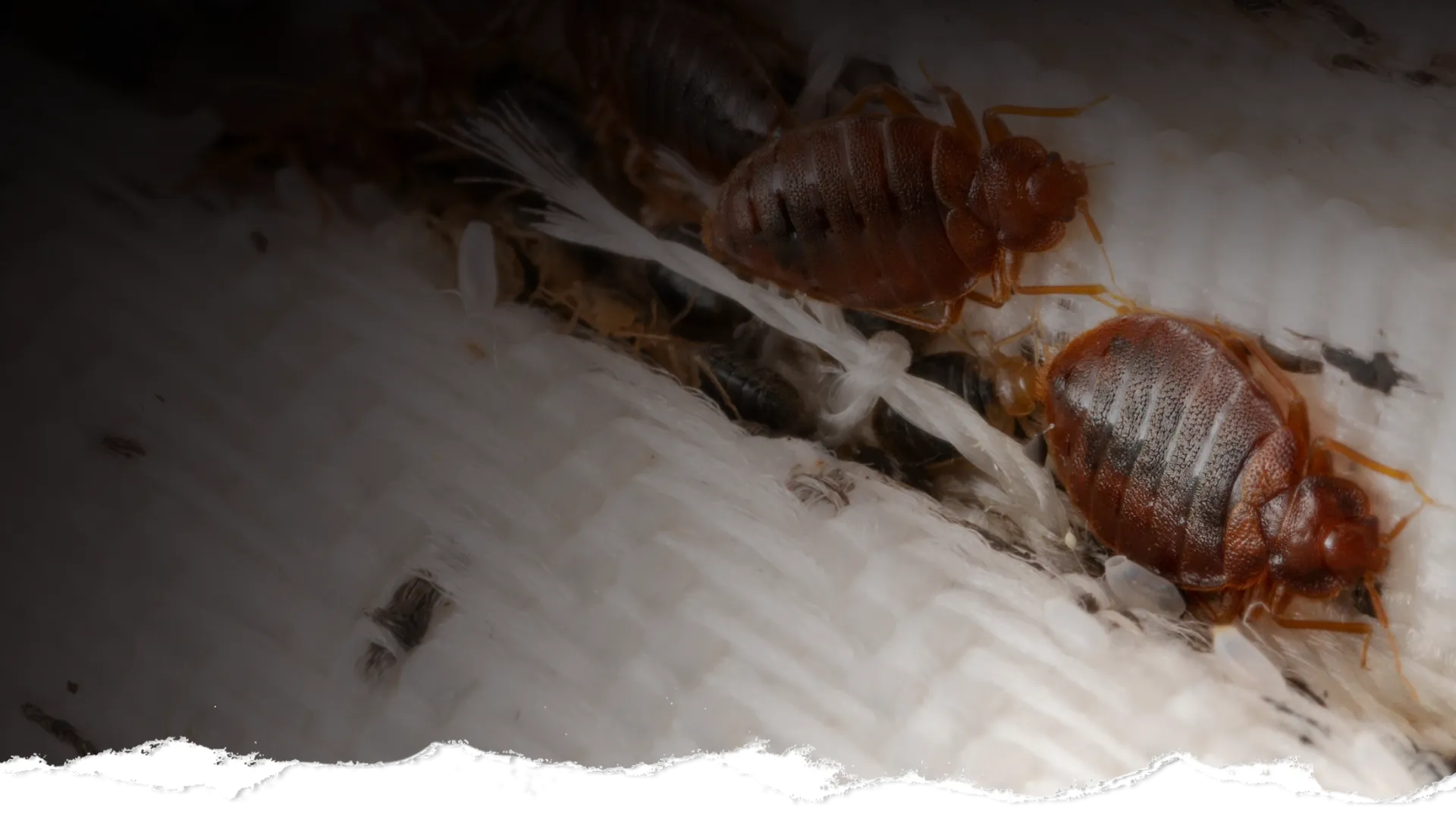 Close-up of bed bugs on white fabric showing their reddish-brown bodies and legs in detail.