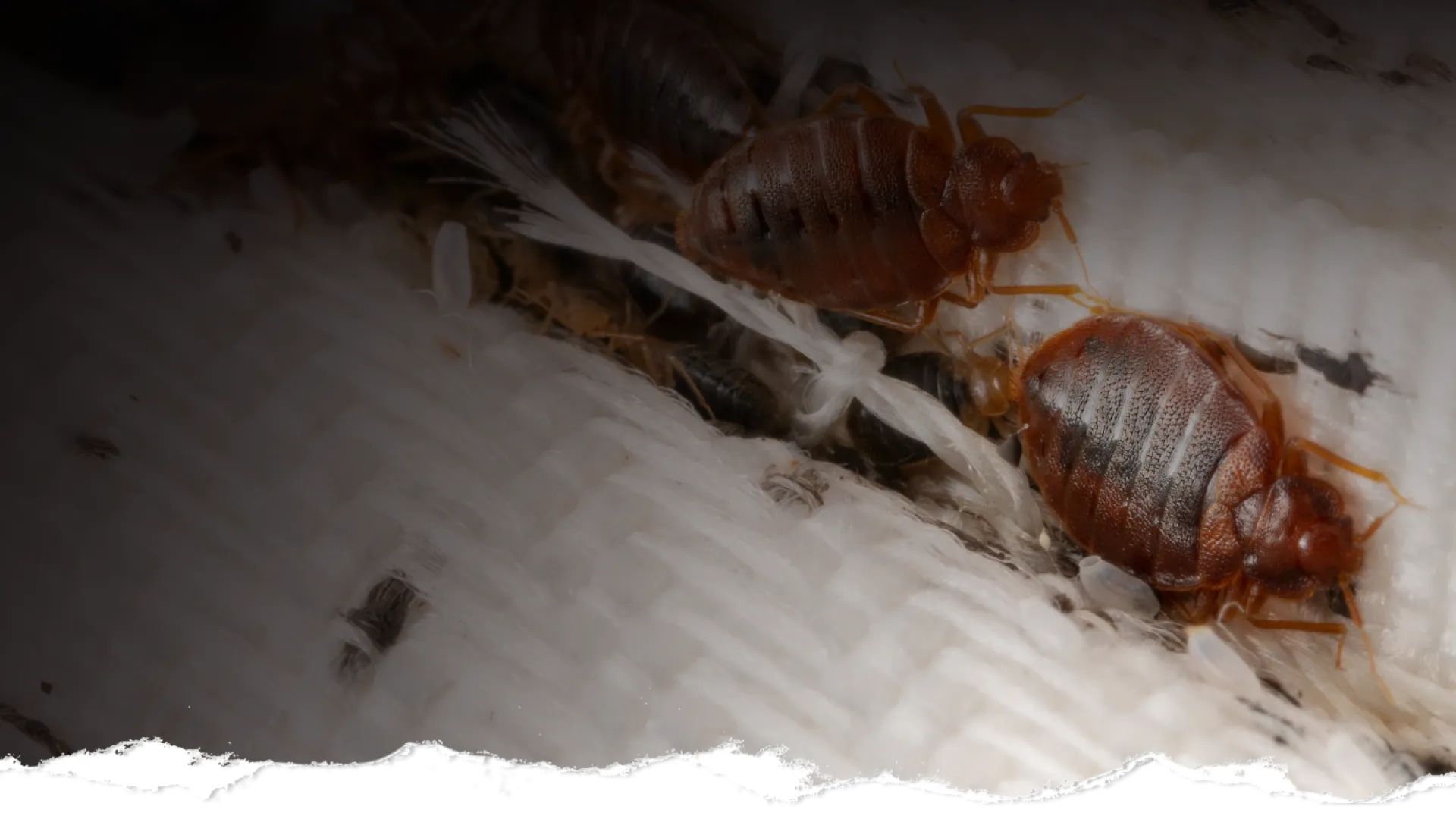 Close-up of bed bugs on fabric showing adult insects and nymphs infesting a mattress surface.