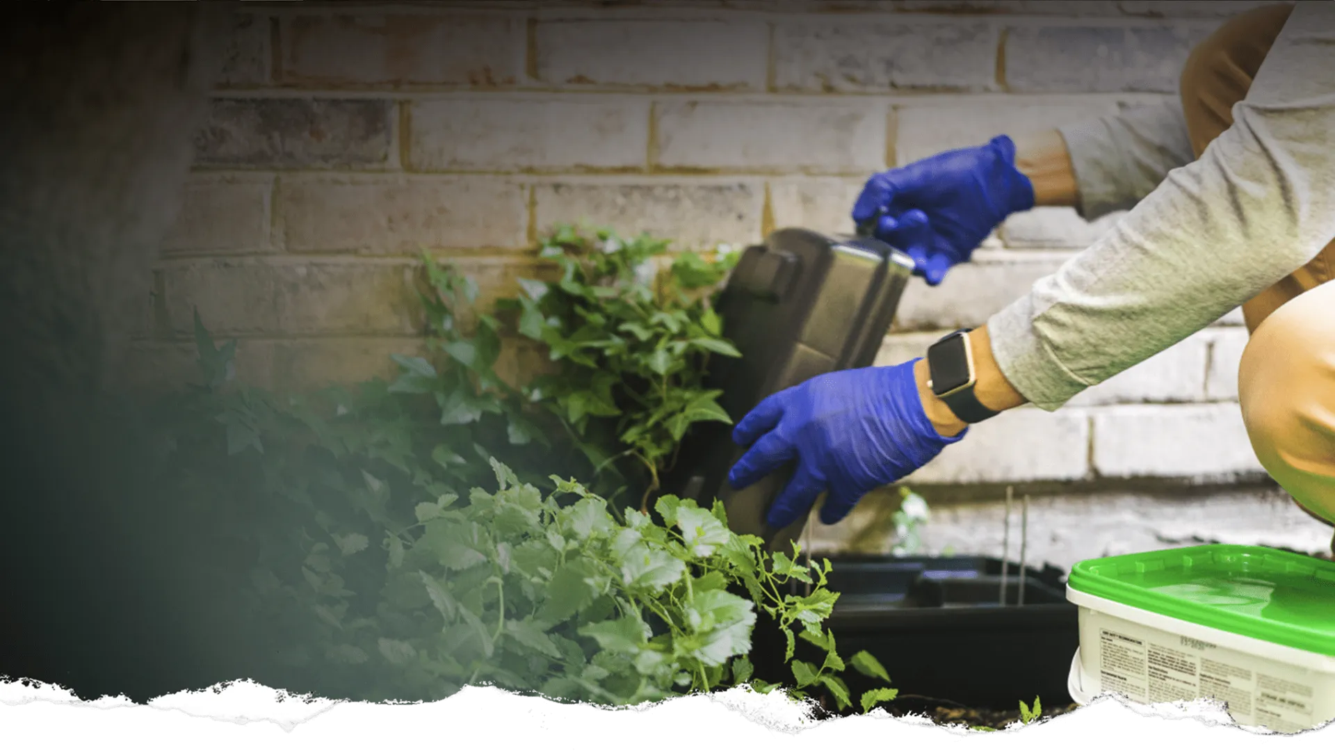 Person wearing blue gloves and beige pants pouring liquid from a black container into a green garden near a brick wall.
