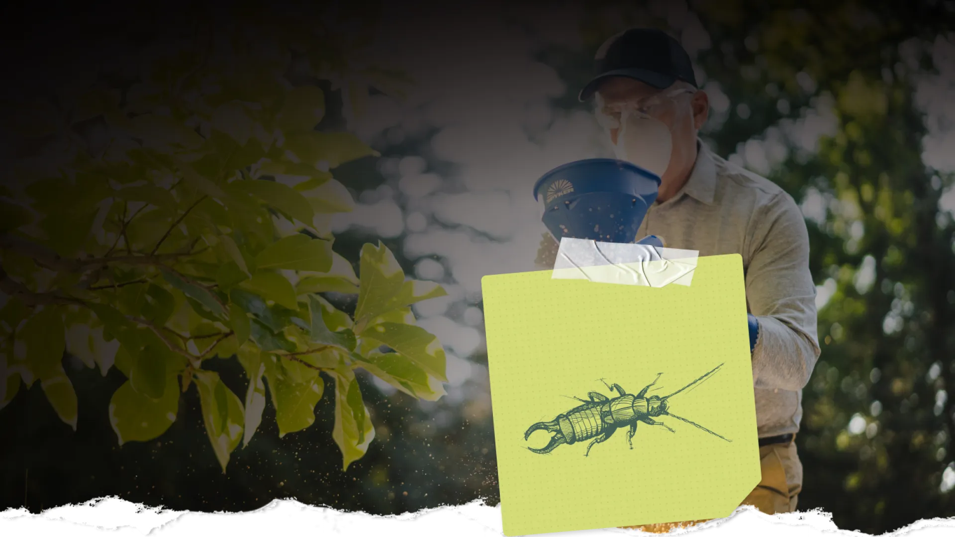 Man wearing mask spreading powder near green plants with illustration of an insect on sticky note.