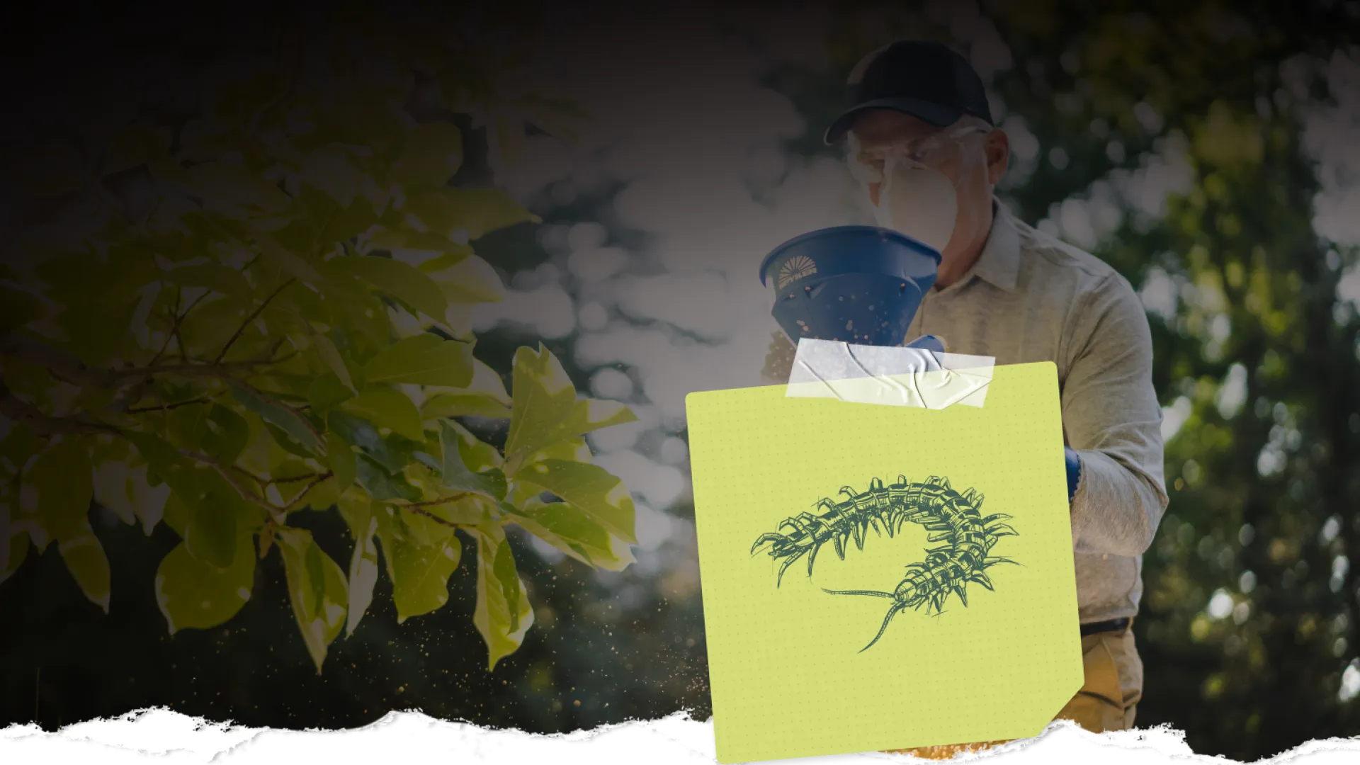 Man wearing protective mask spreads fertilizer or seeds in a garden under bright natural light.