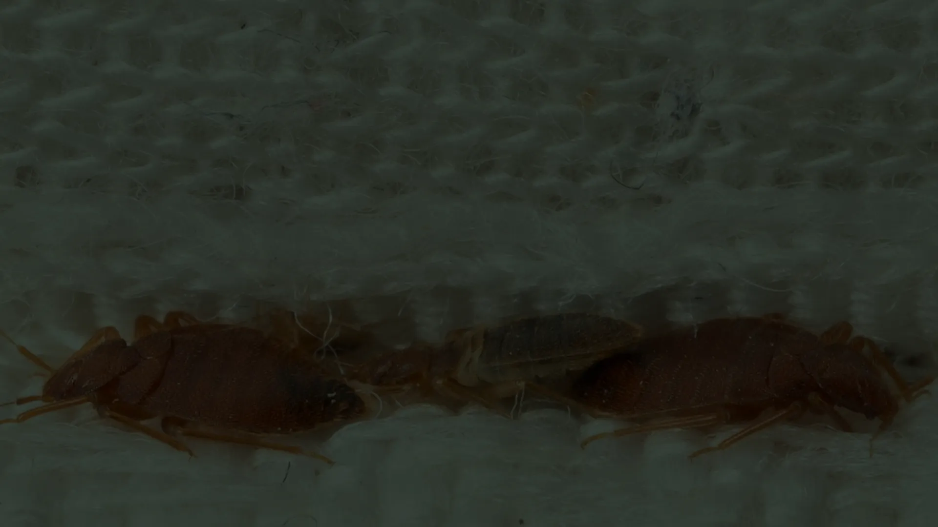 Close-up of bed bugs clustering on textured white fabric showing detailed insect bodies and legs.