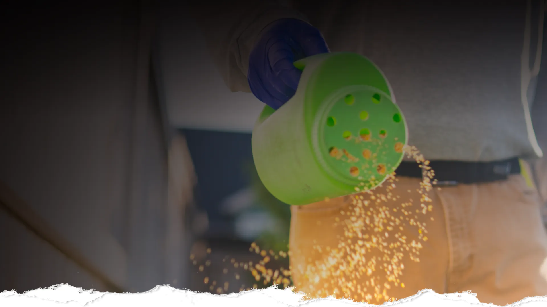 Person wearing gloves spreading granular fertilizer from a green shaker on the ground outdoors.