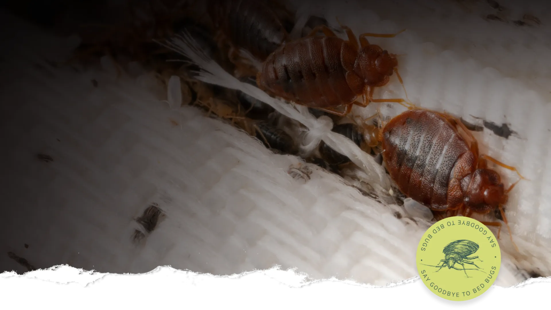Close-up of two bed bugs on a white fabric surface with a circular sticker about bed bug control.