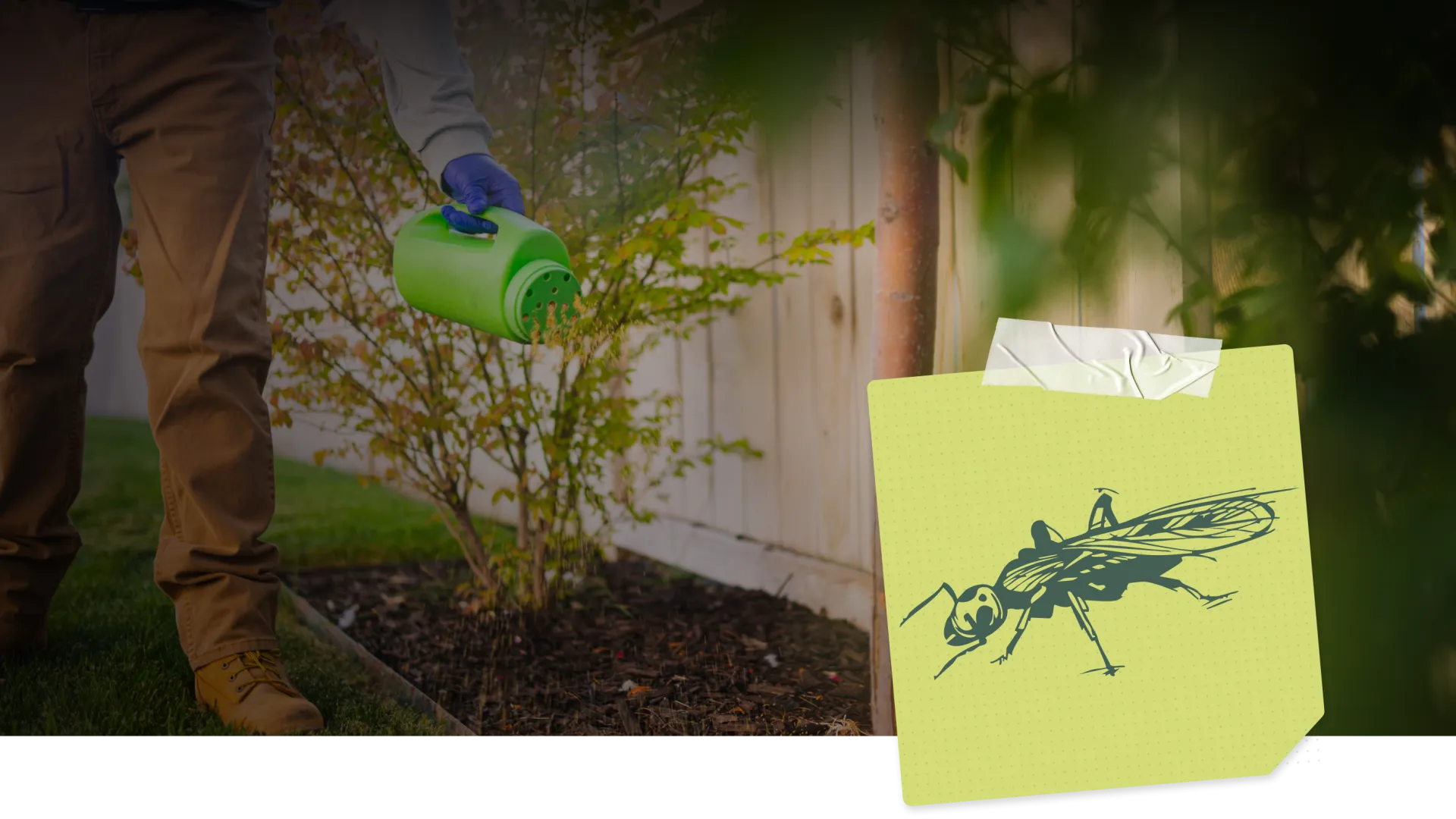 a person watering a tree