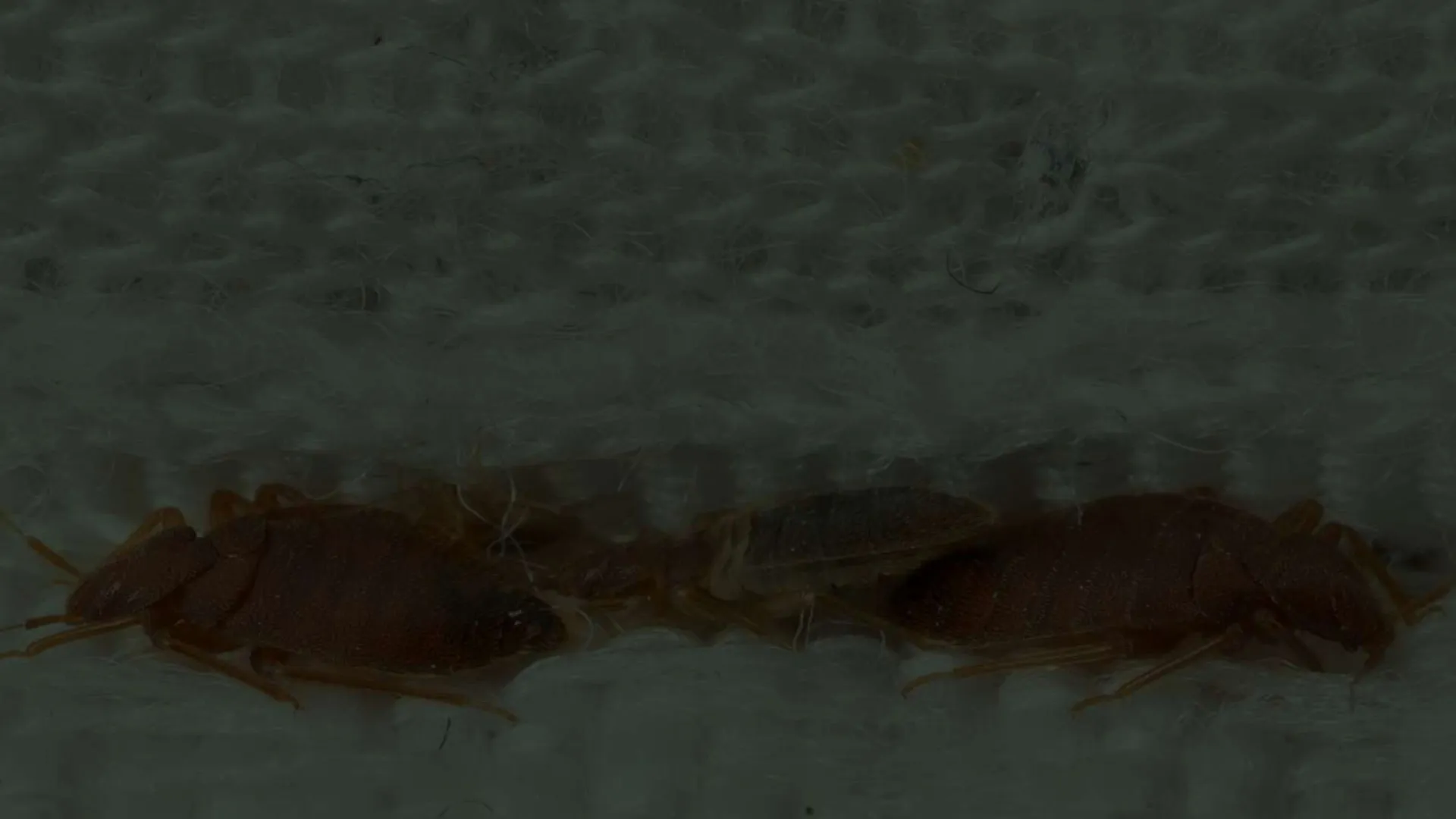Close-up of two reddish-brown insects on textured white fabric showing detailed body and antennae.