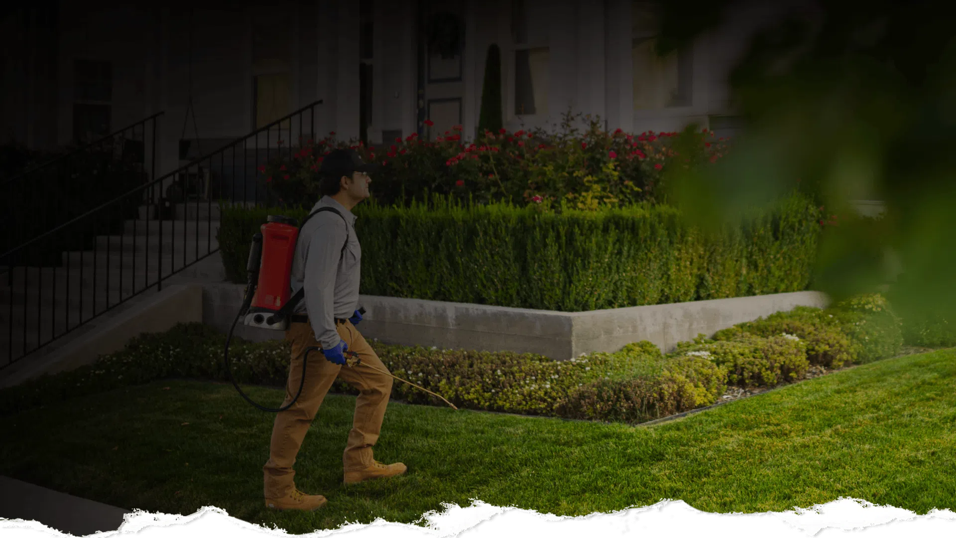 Gardener wearing protective gear applying pesticide on green lawn with spray backpack near trimmed hedges