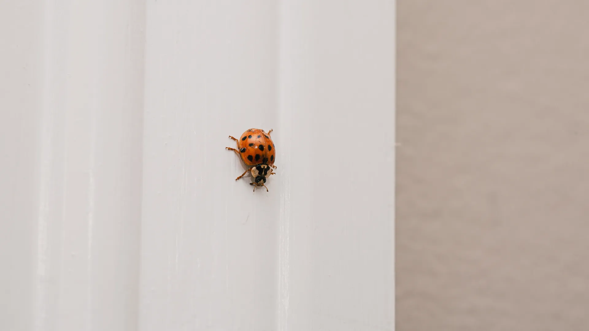 Close-up of a red ladybug with black spots crawling on a white textured surface indoors