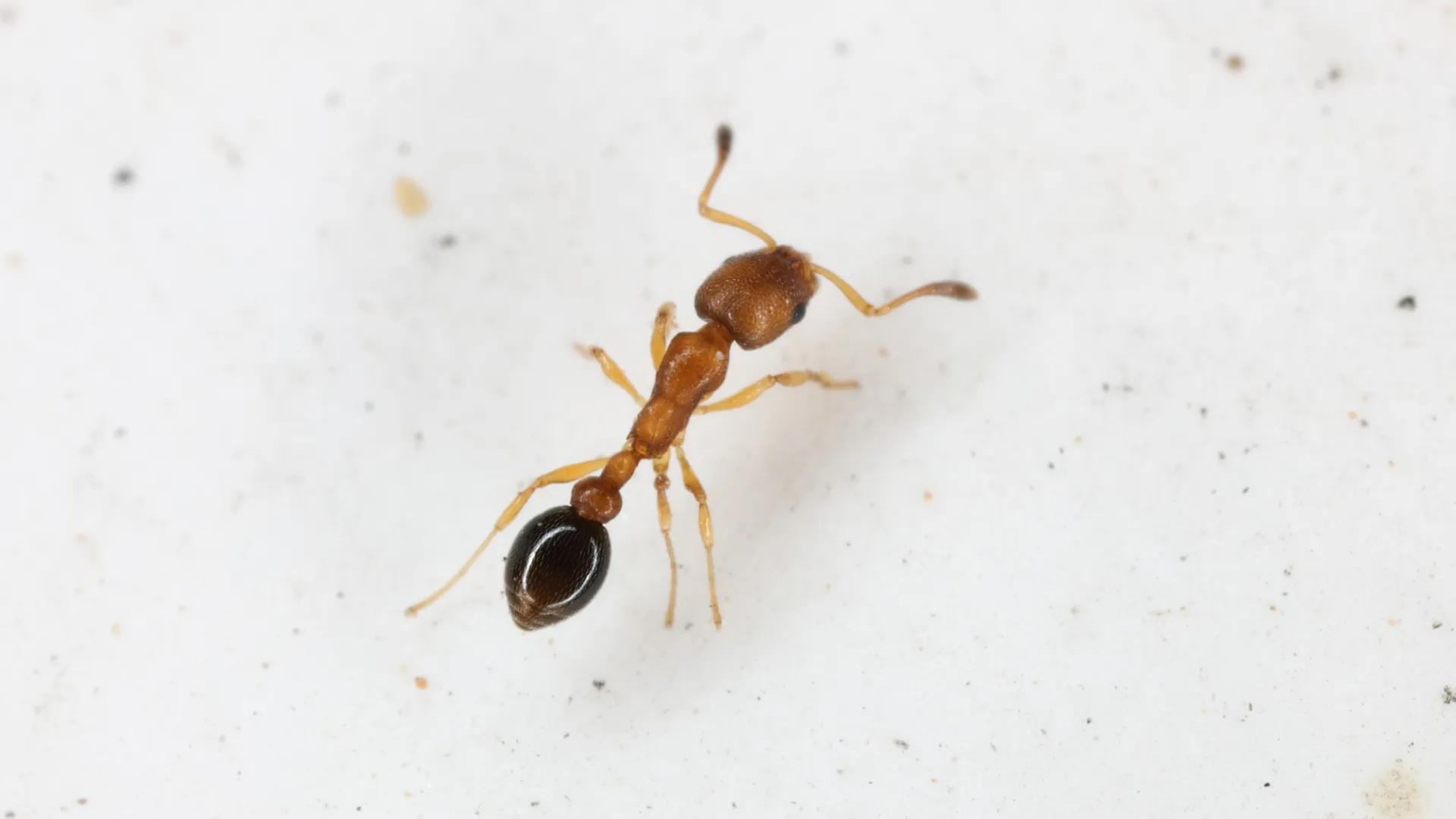 Close-up of a small red ant with a shiny black abdomen on a white surface with scattered dirt.