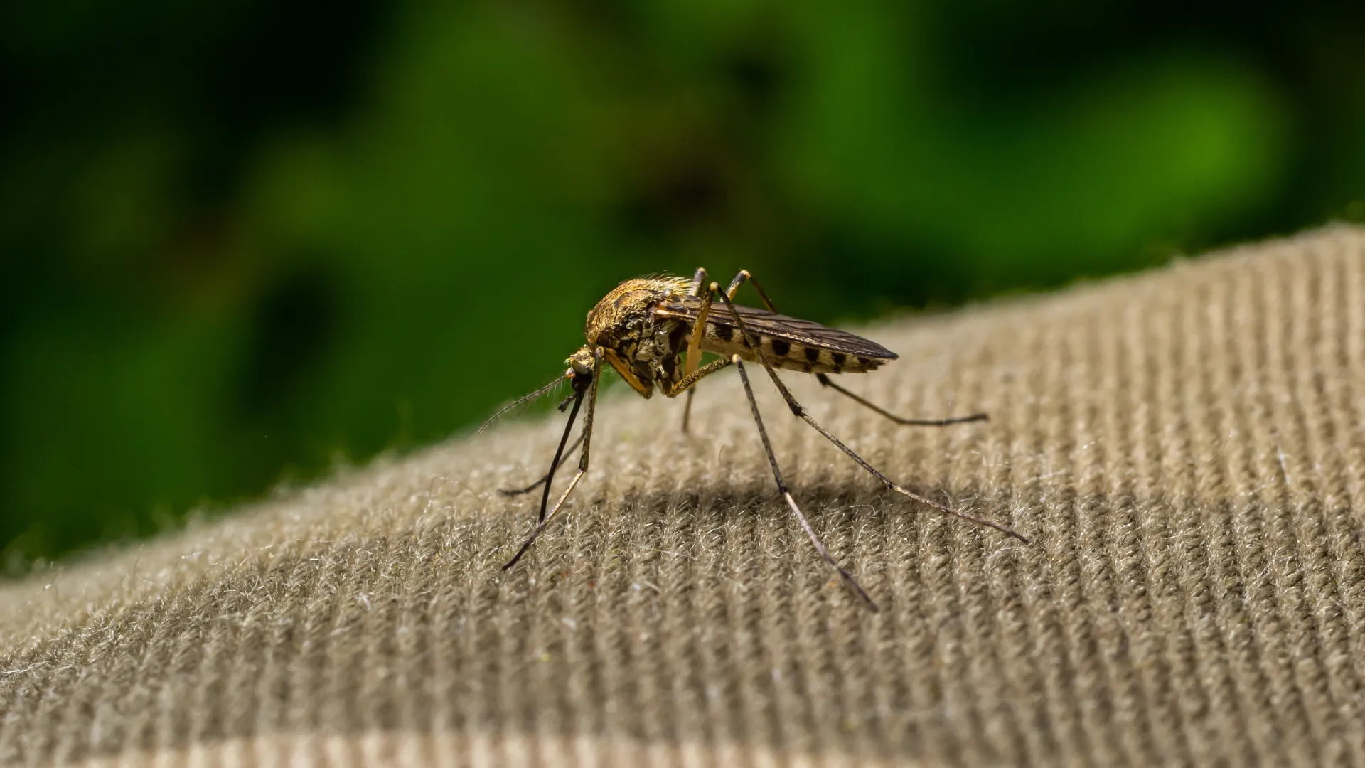 Close-up of a mosquito resting on textured beige fabric with a blurred green background.