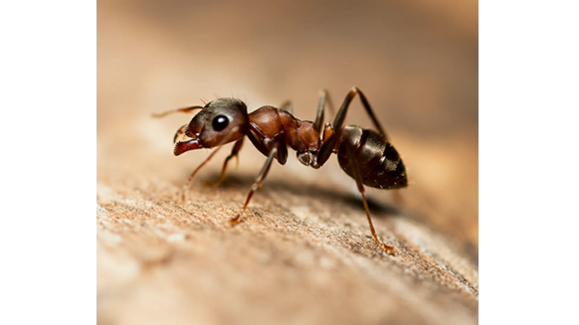 Close-up of a red ant walking on a rough, light brown surface with a blurred background.