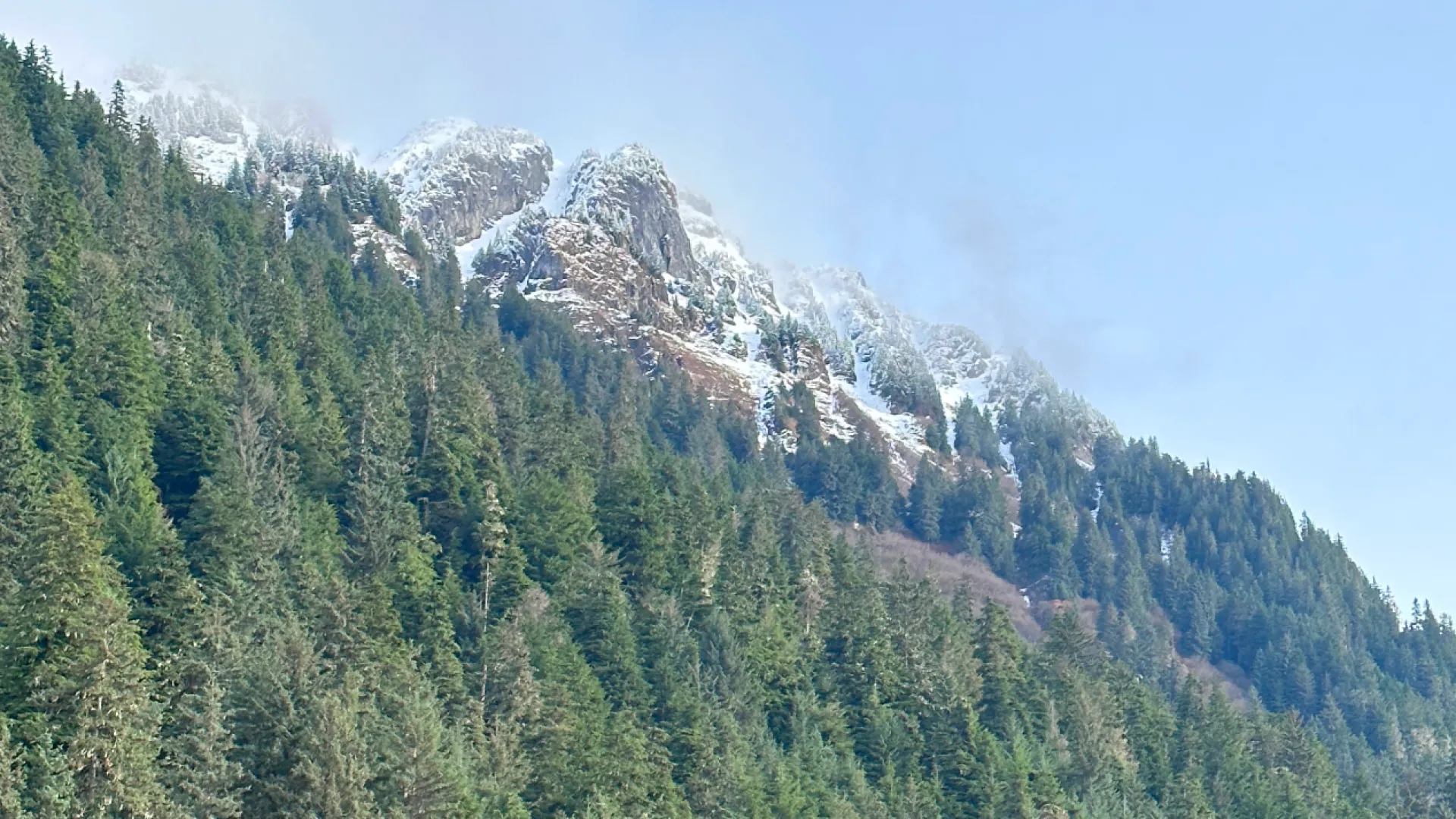 a mountain with trees on it