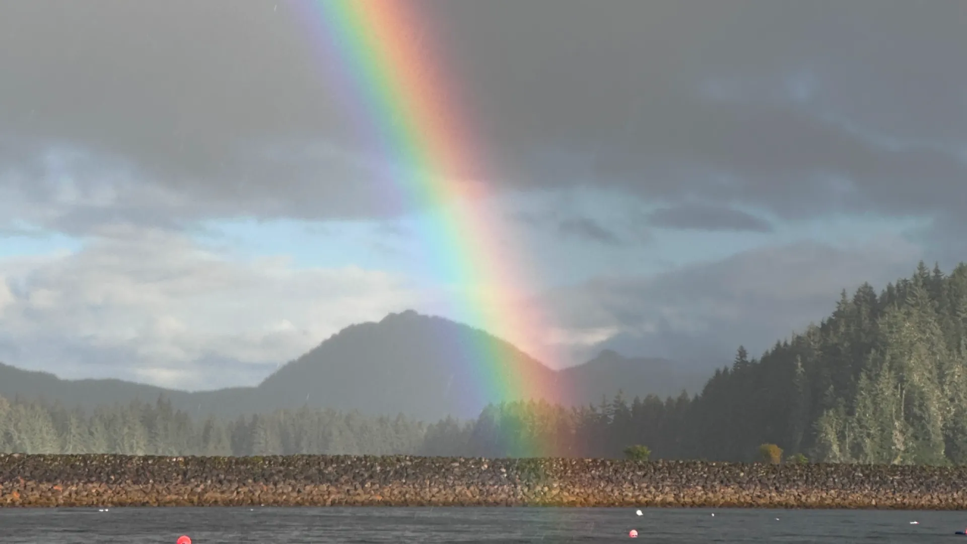 a rainbow over a forest