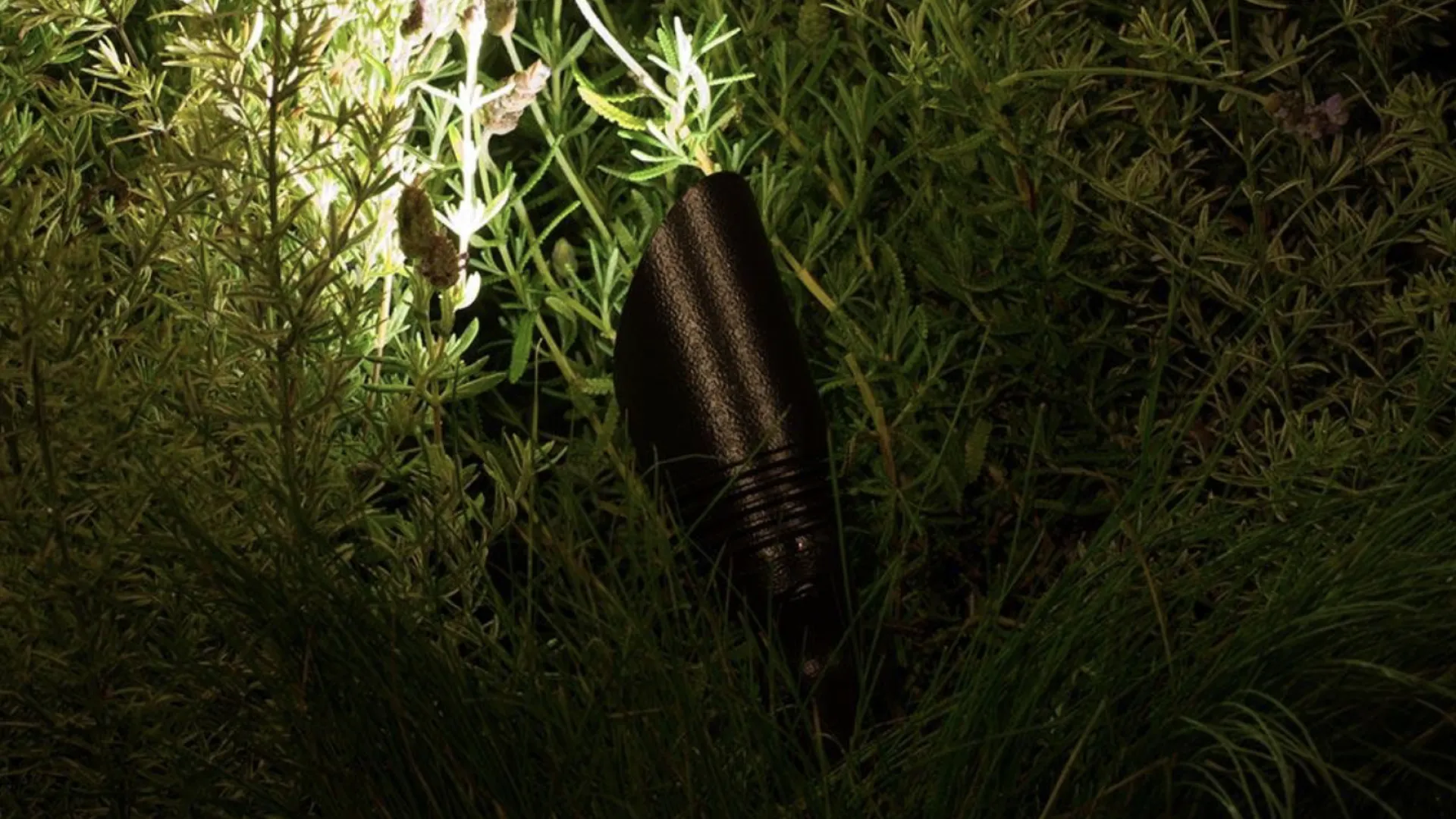 A spotlight illuminating a textured surface amidst lush green foliage.