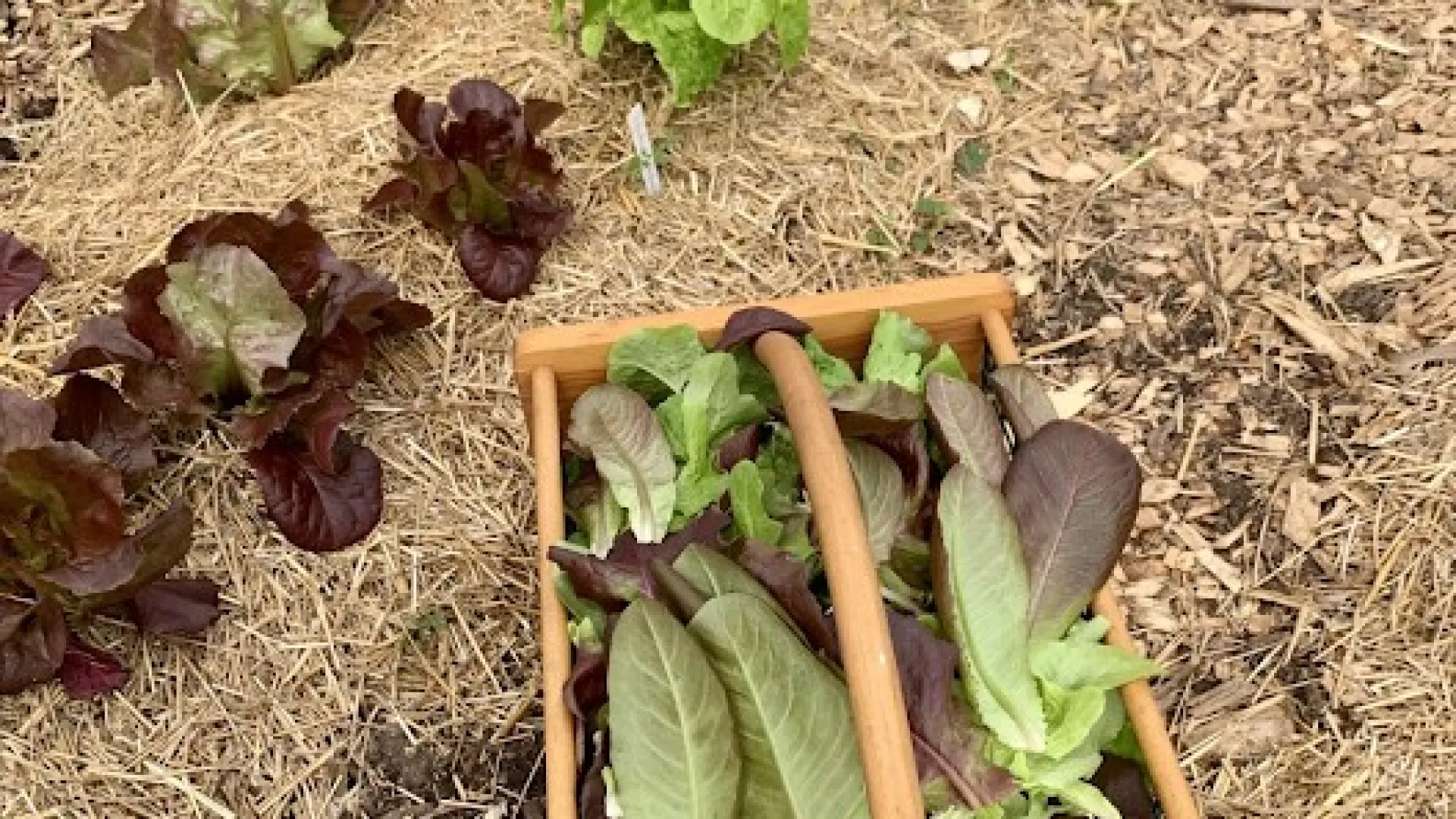 a greenhouse with plants