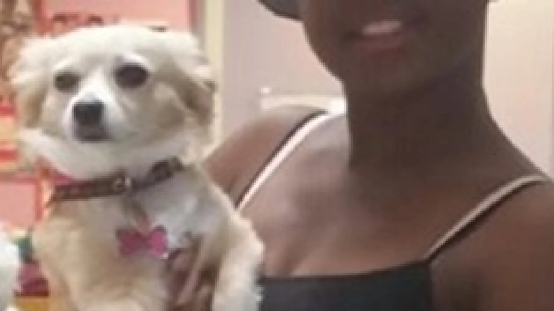 a person holding a dog